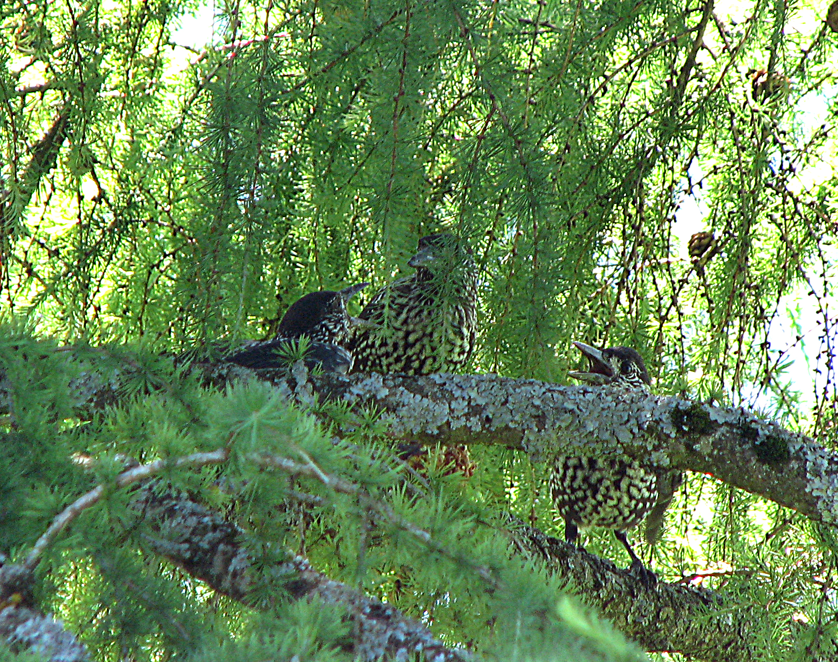 Europäische Lärche