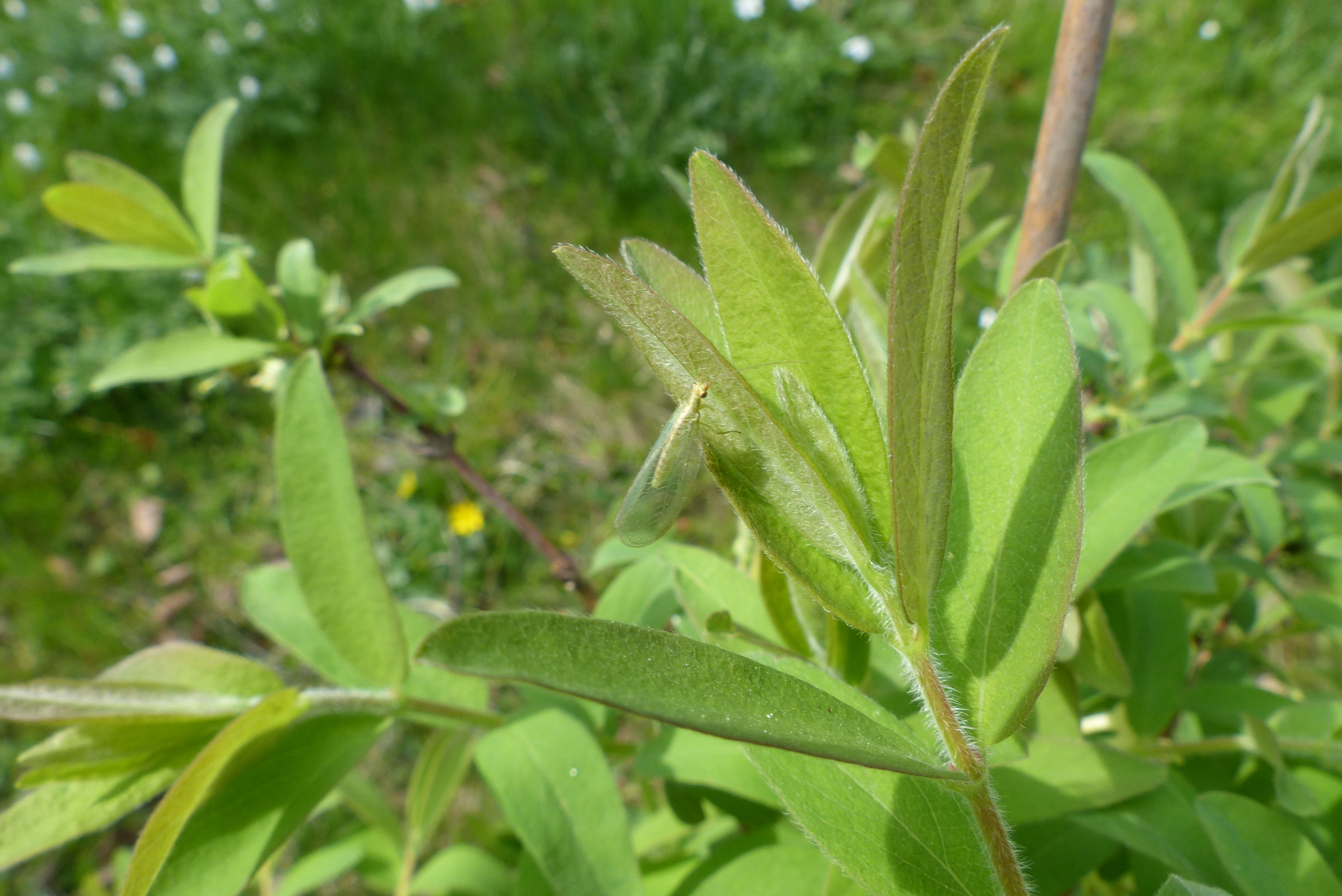 Pfirsich und Nektarine