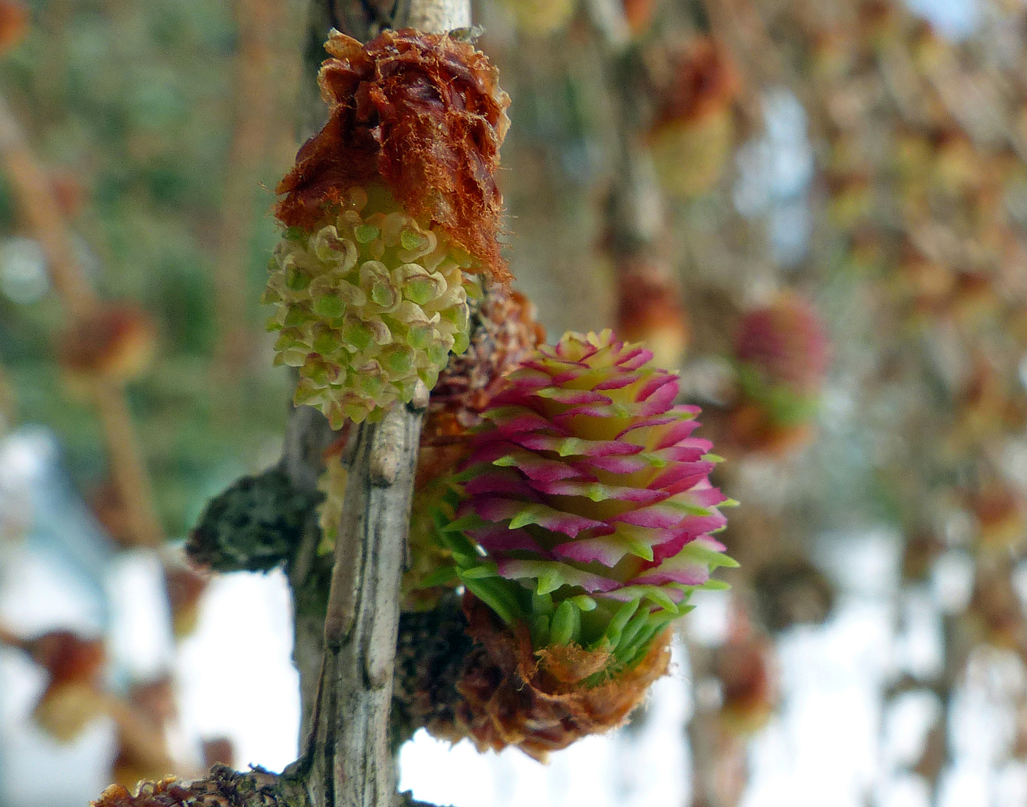 Europäische Lärche