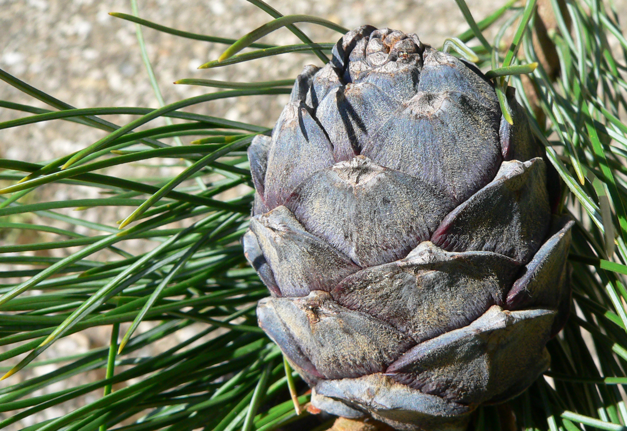 <p>Erntereifer Zirbenzapfen</p>