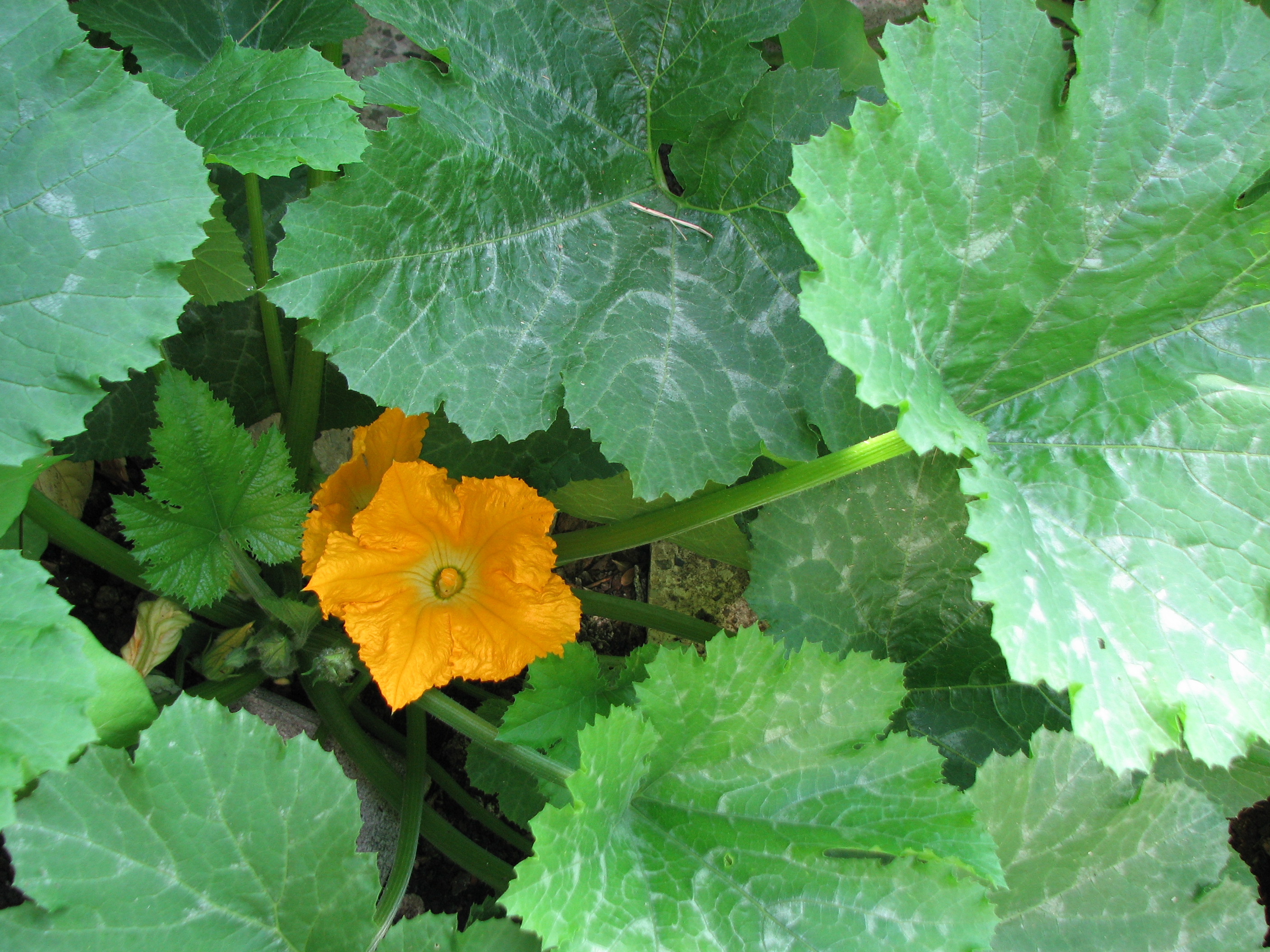 Zucchini