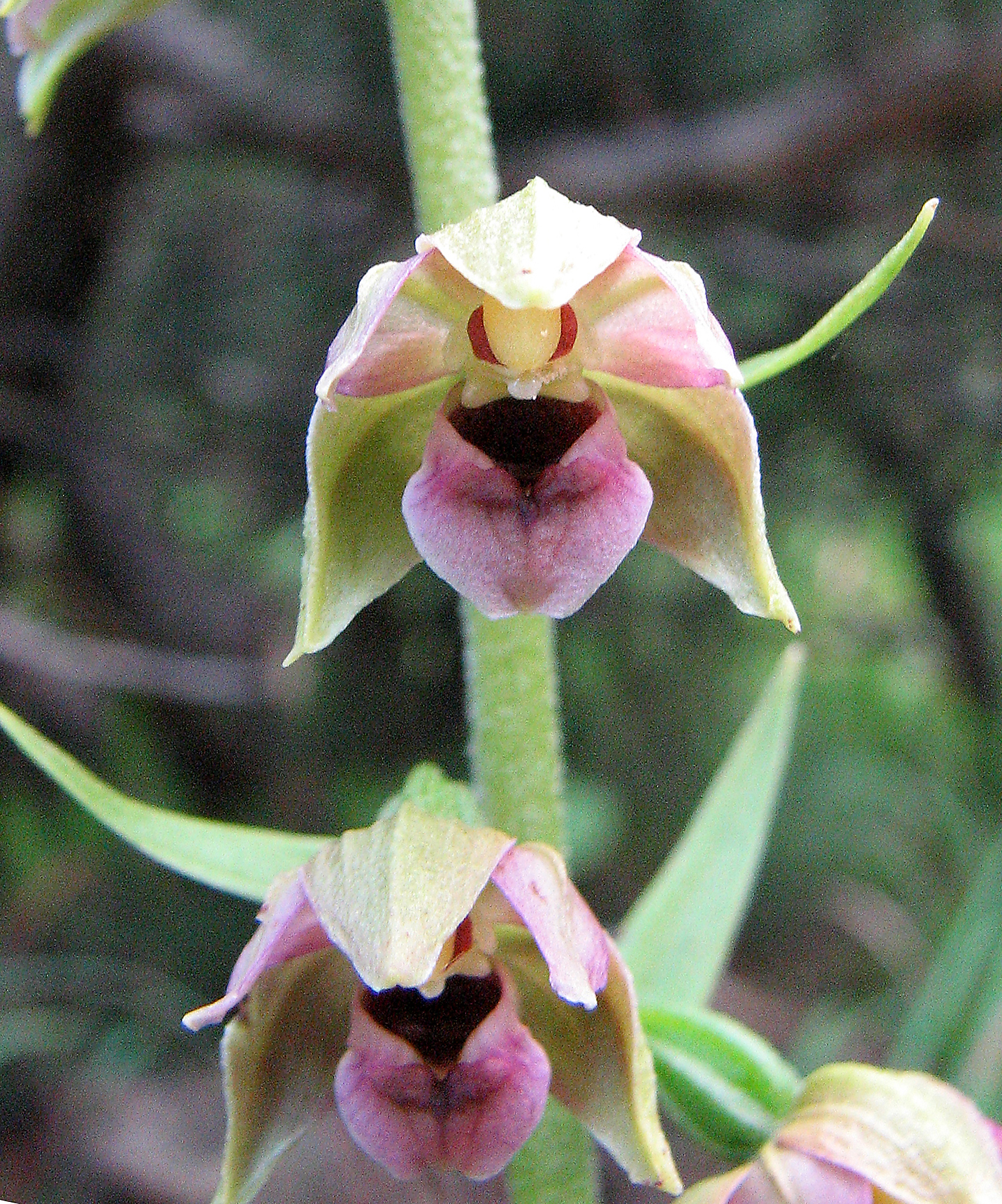 Breitblättrige Stendelwurz