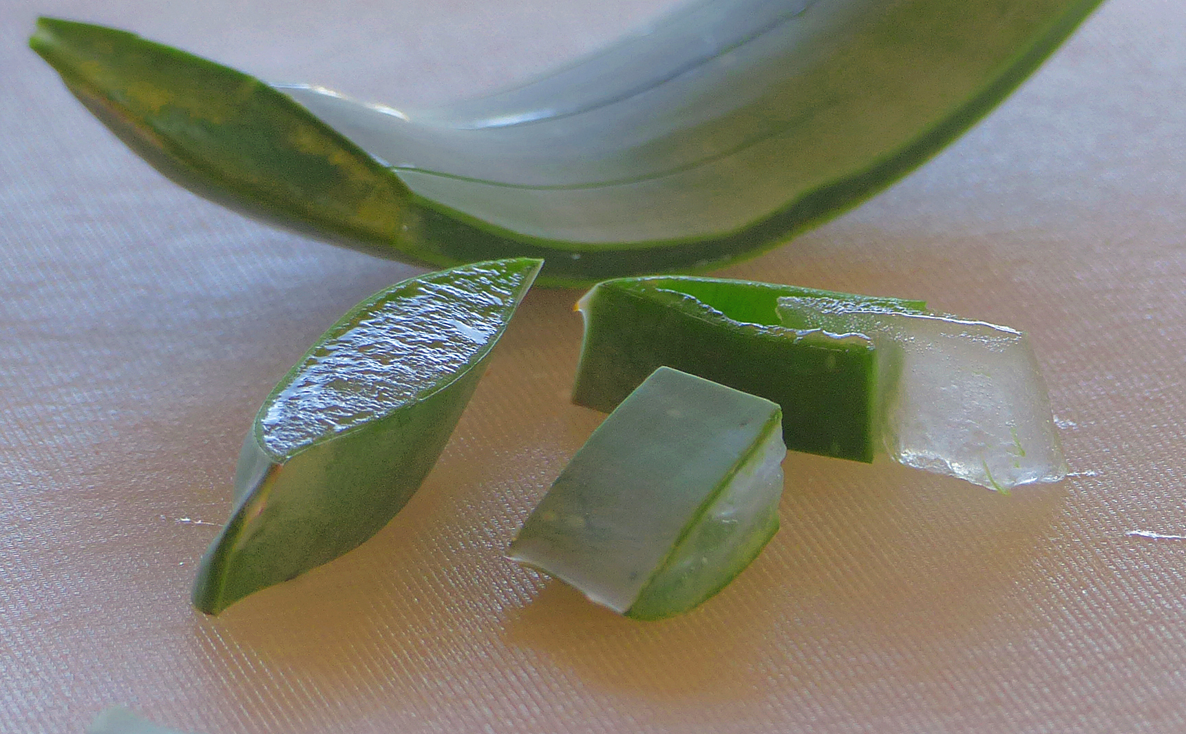 Aloe vera