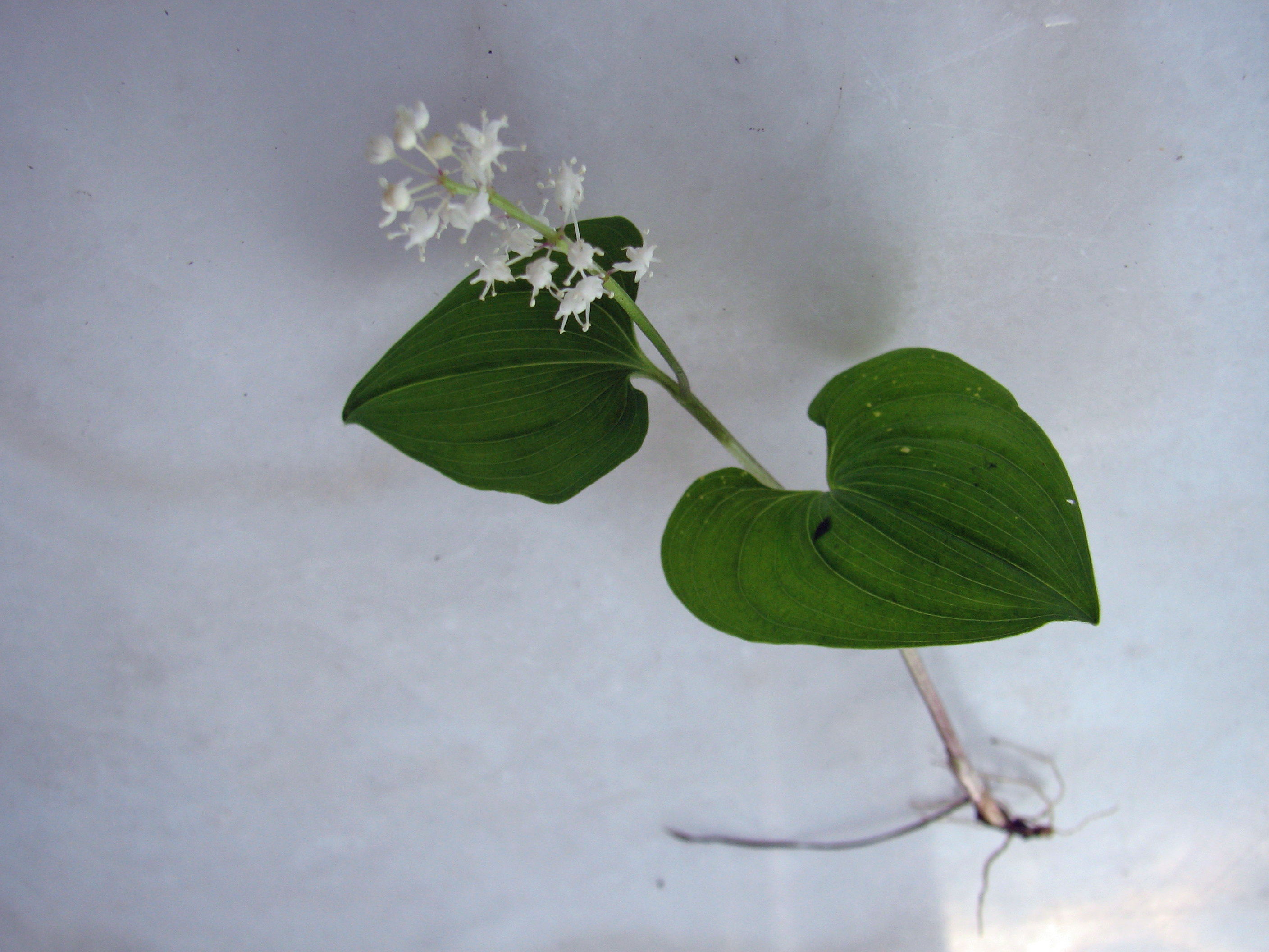 Zweiblättriges Schattenblümchen