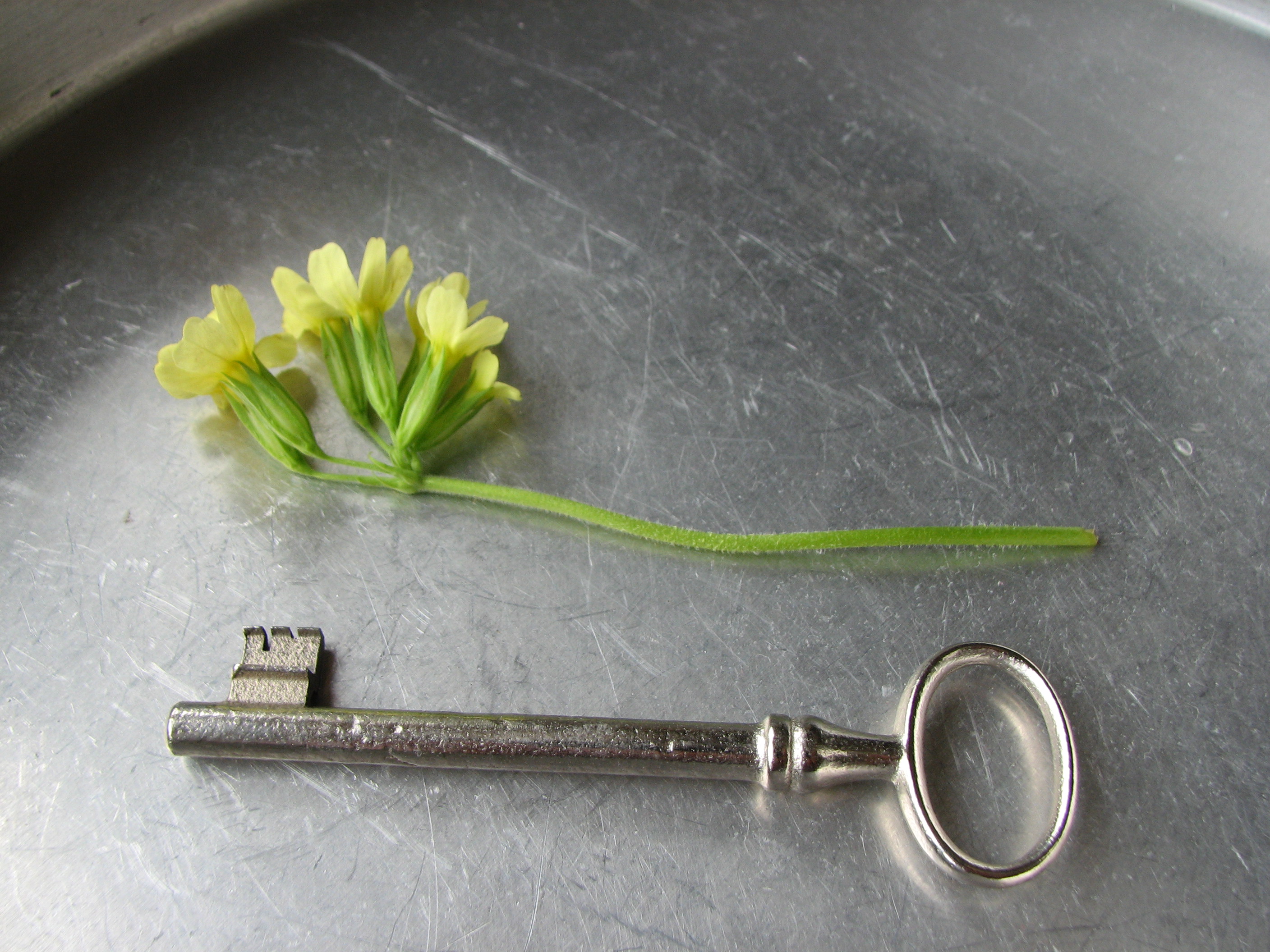 Hohe Schlüsselblume