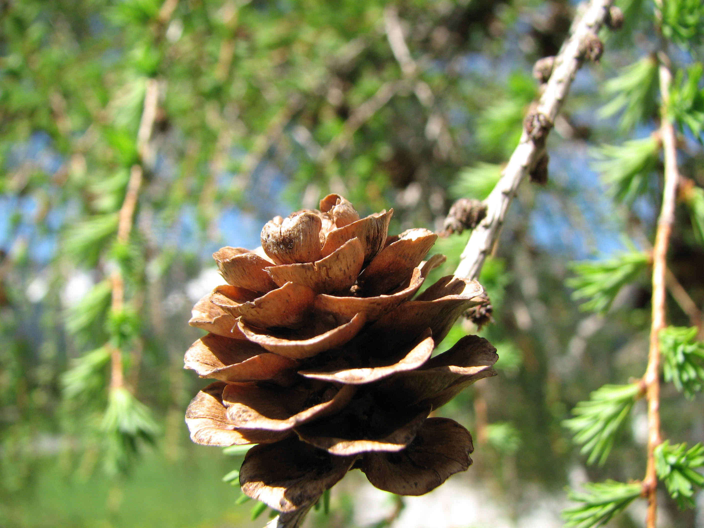 Europäische Lärche