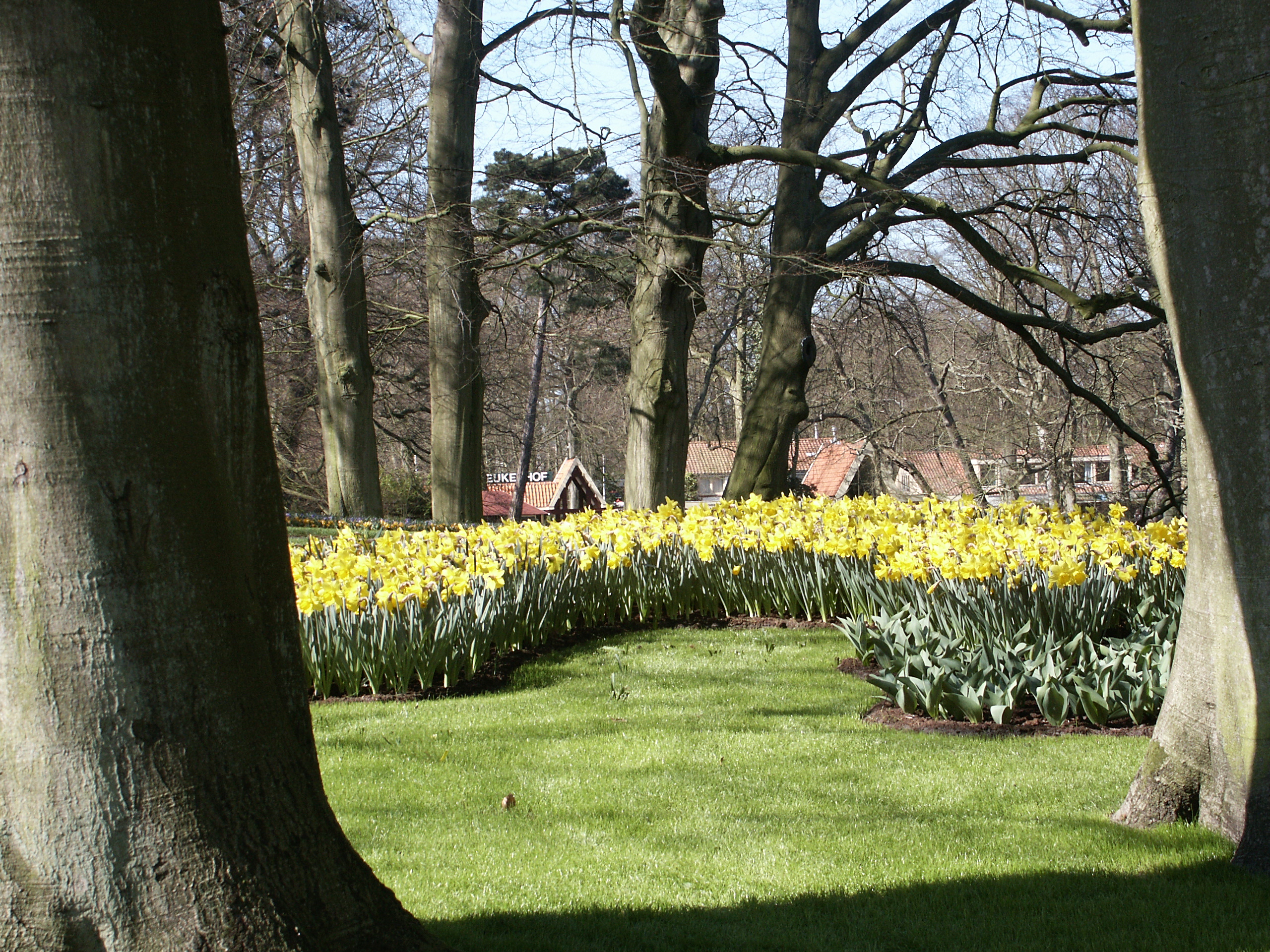 Gartennarzissen