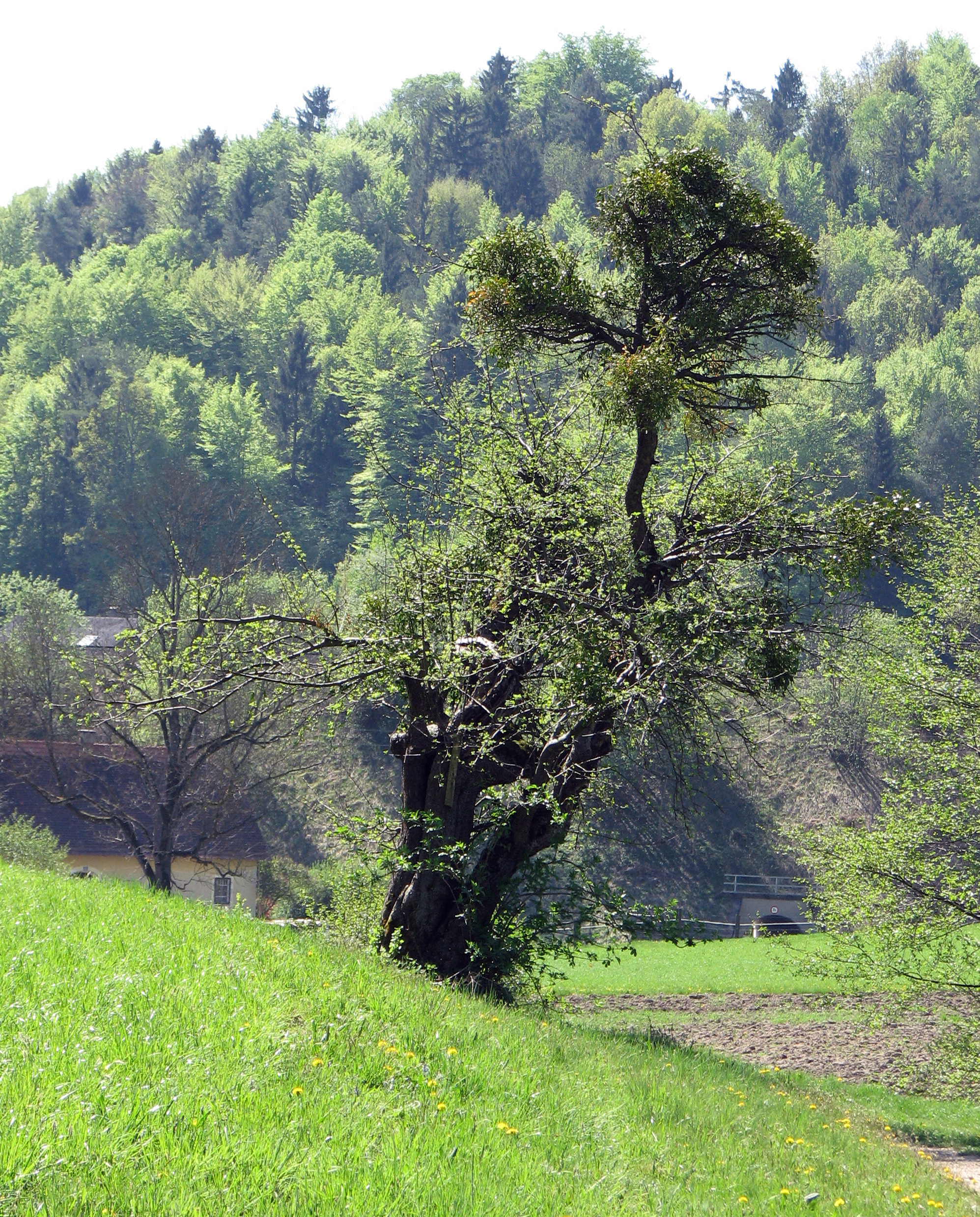 Mistel