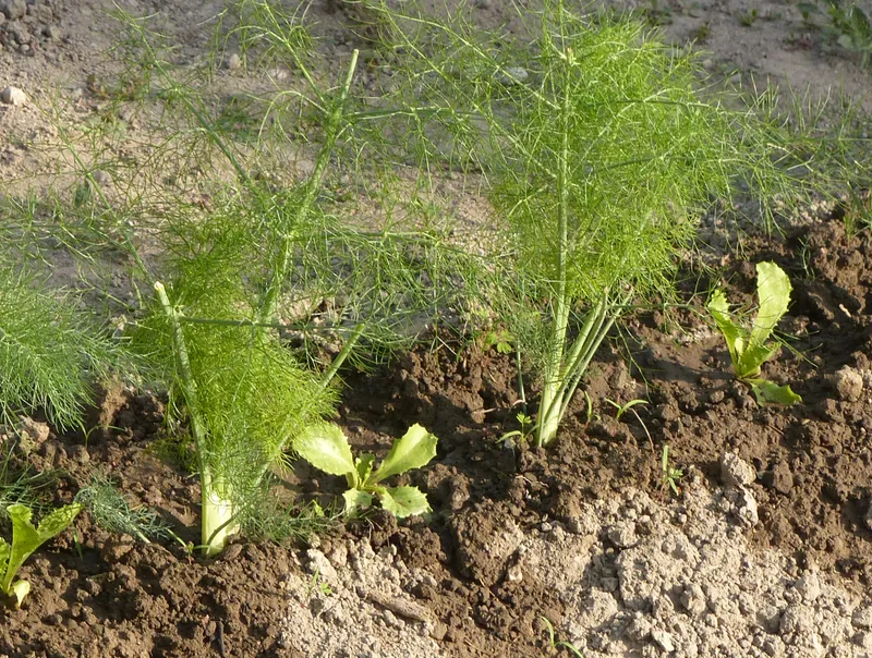 Mischkultur - Wie geht das?