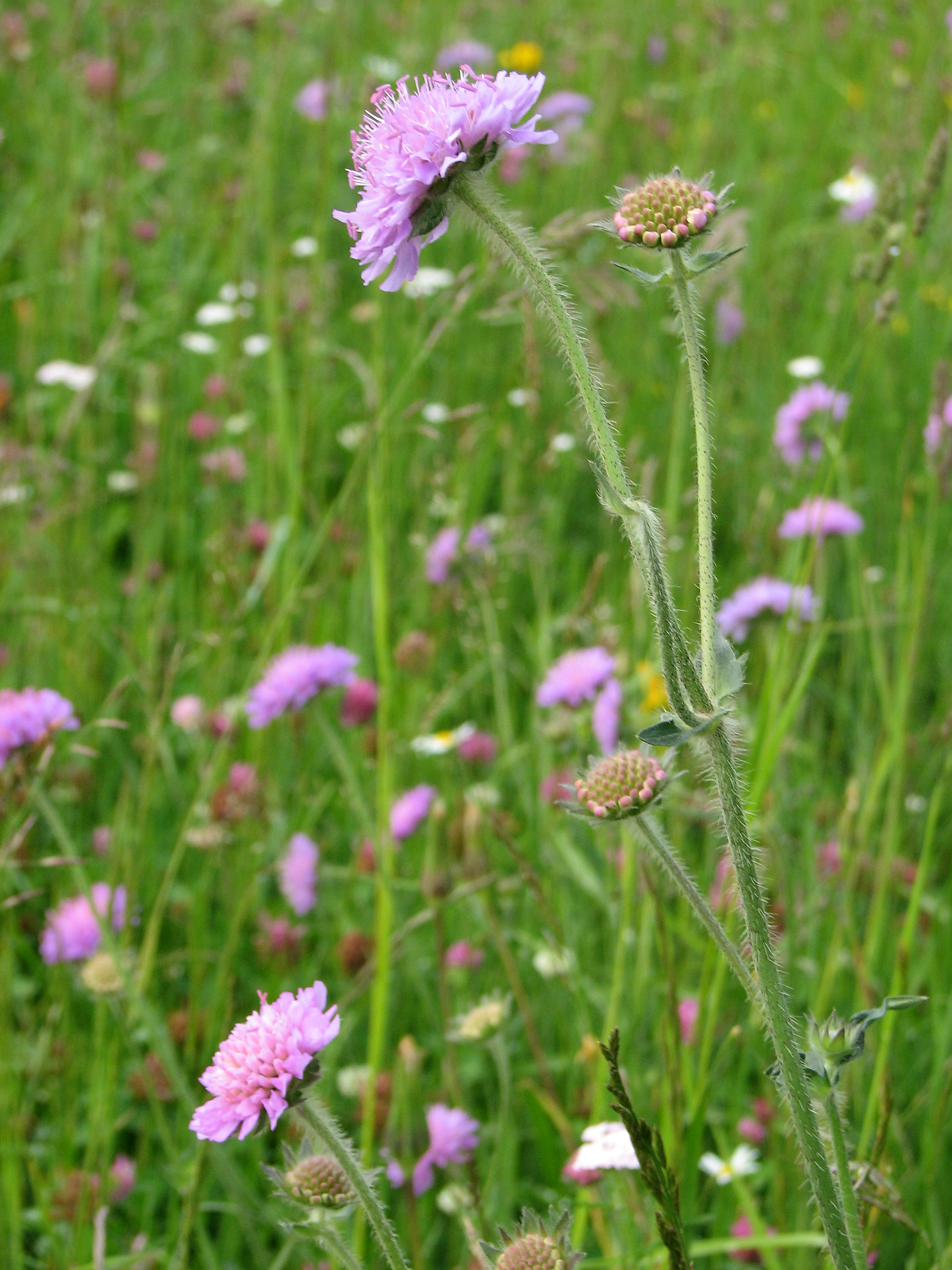 Wiesenwitwenblume