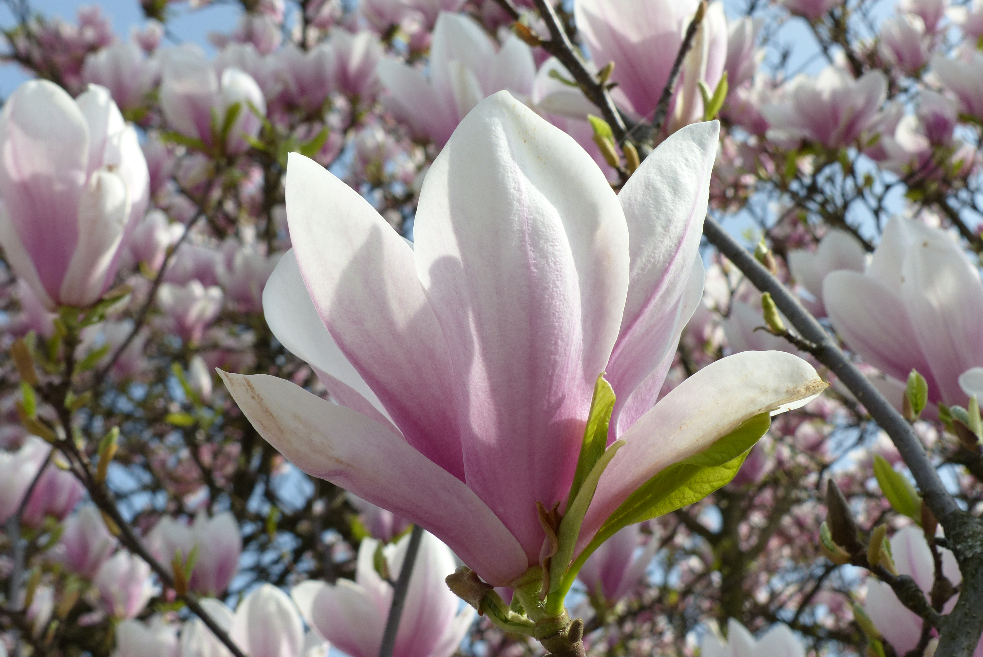 Tulpenmagnolie