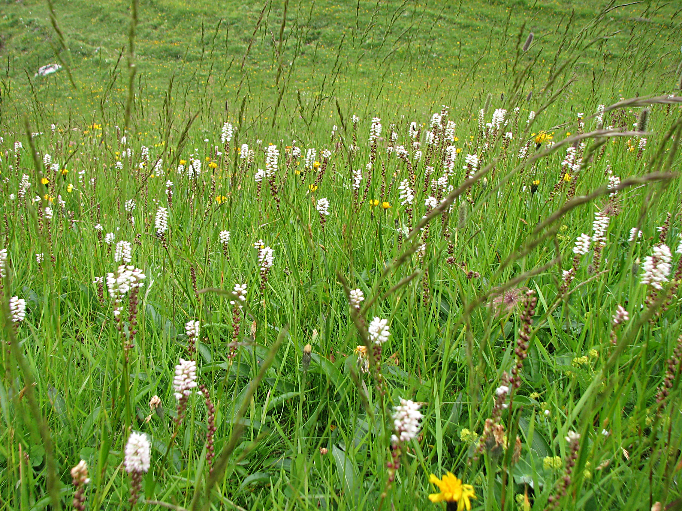 Knöllchenknöterich