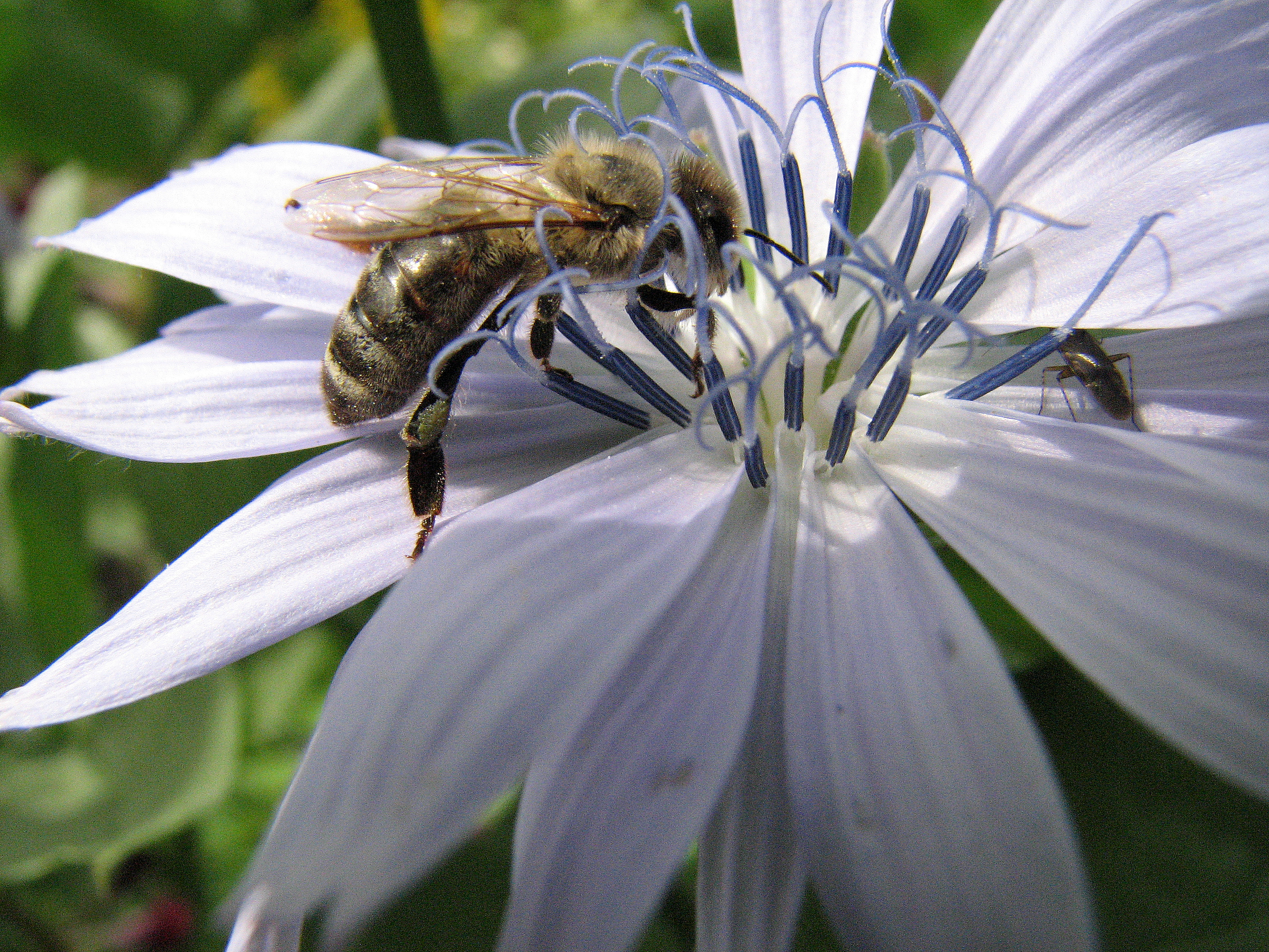 Endivie