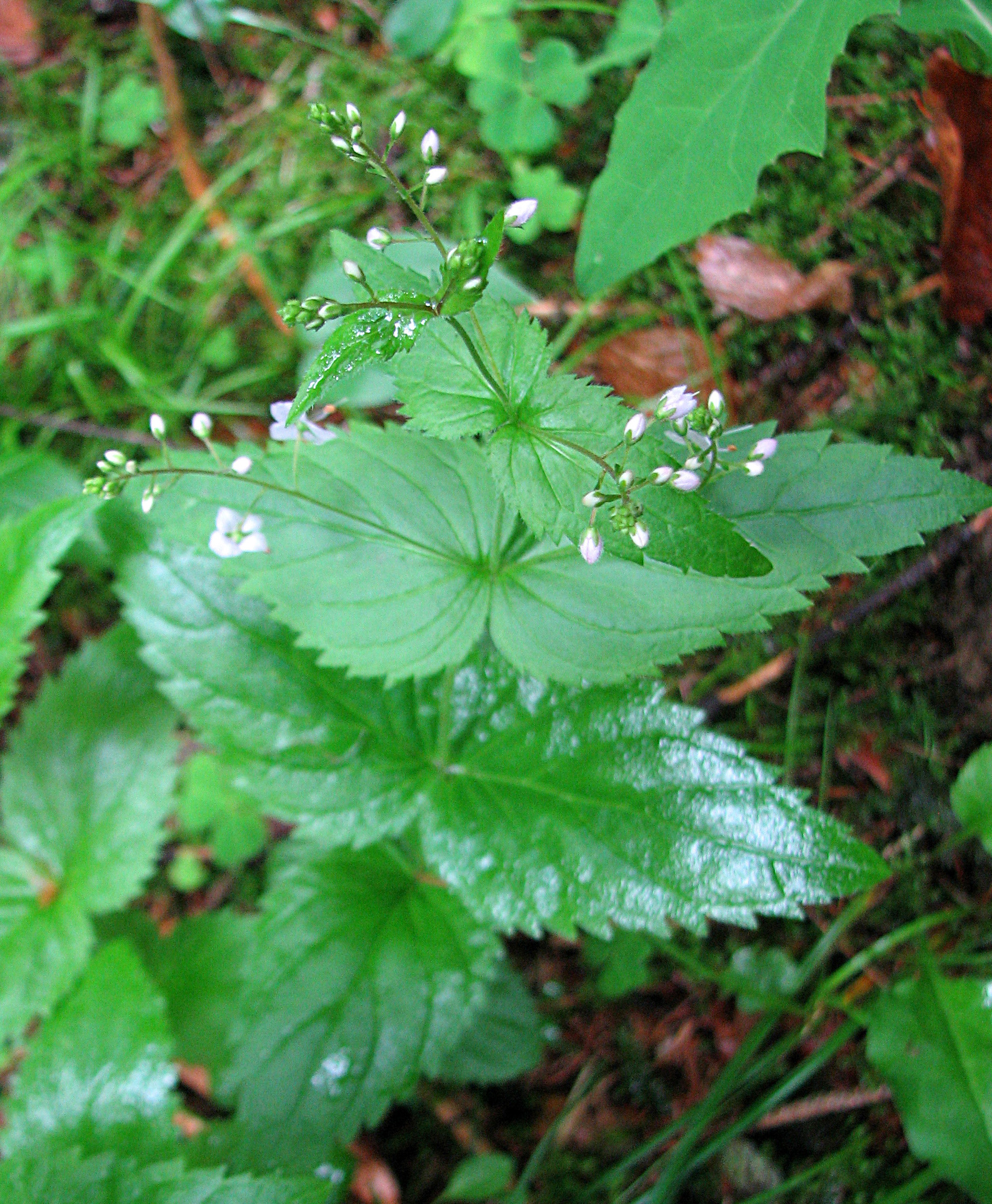 Nesselblättriger Ehrenpreis