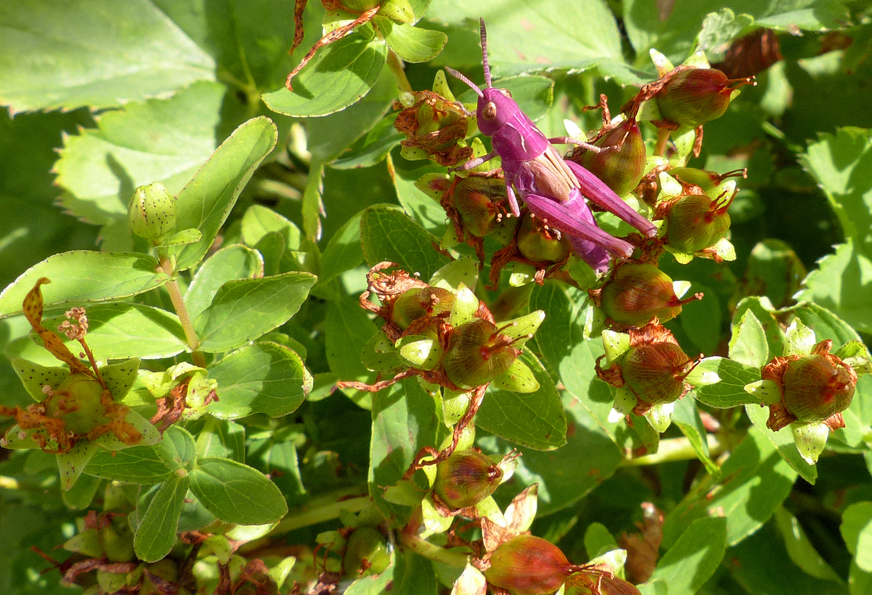 Geflecktes Johanniskraut