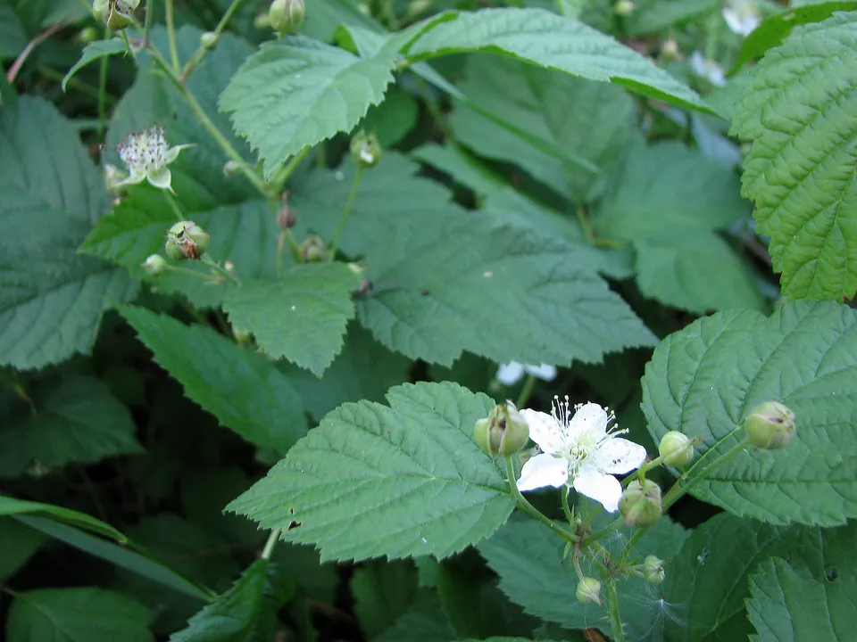 Kratzbeere
