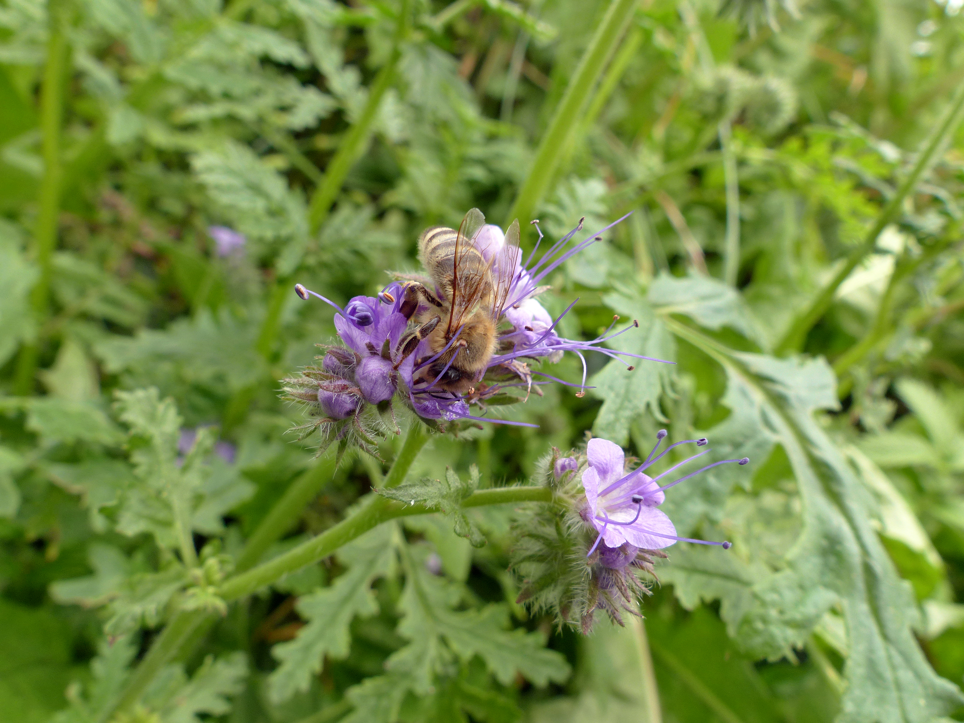 Phacelia