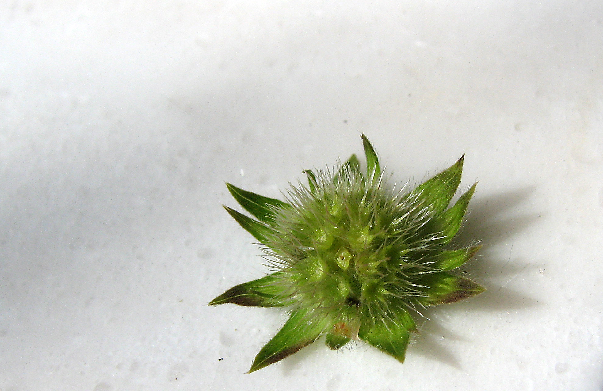 Wiesenwitwenblume