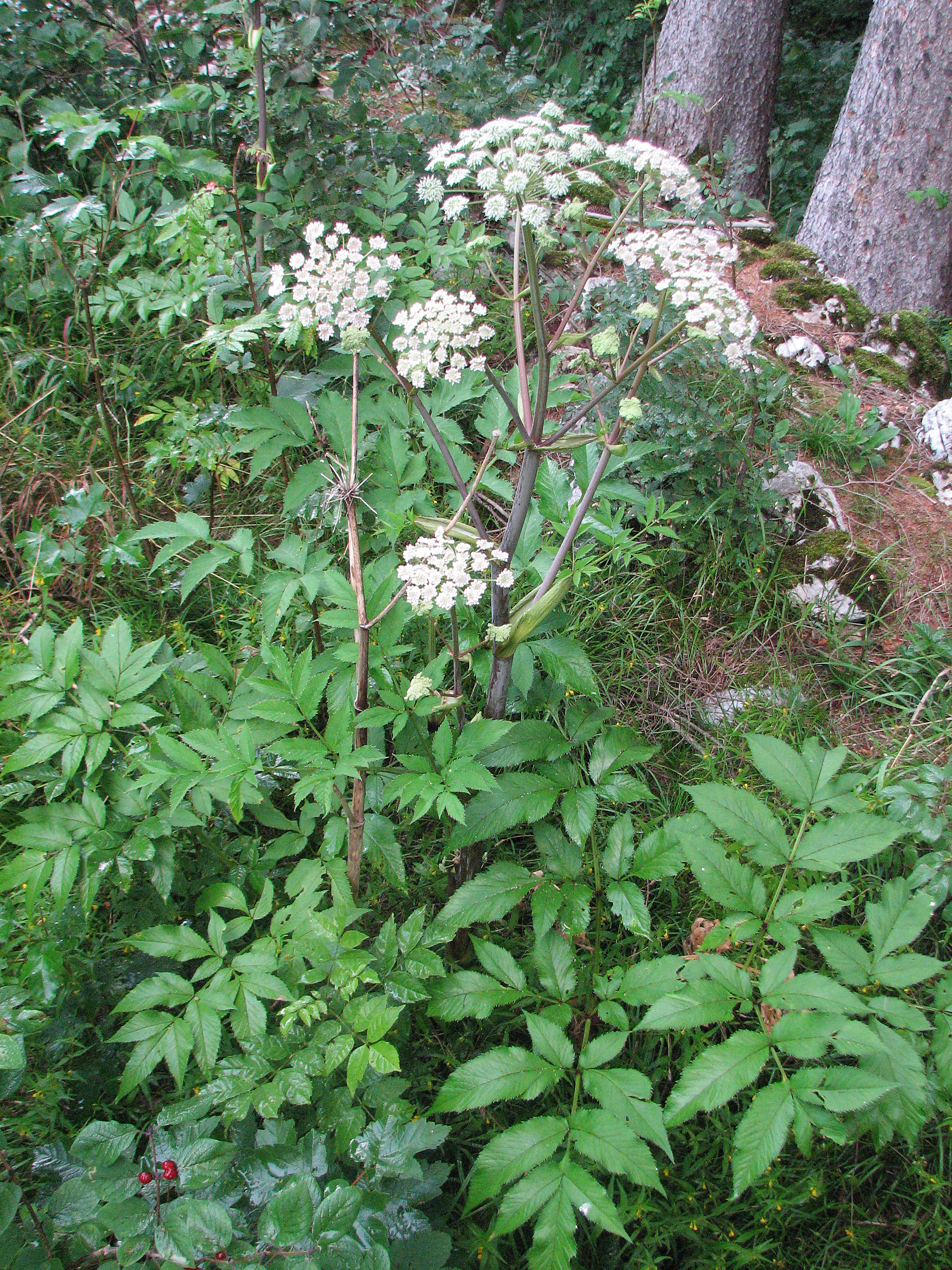 Grissini "Engelwurzeln"