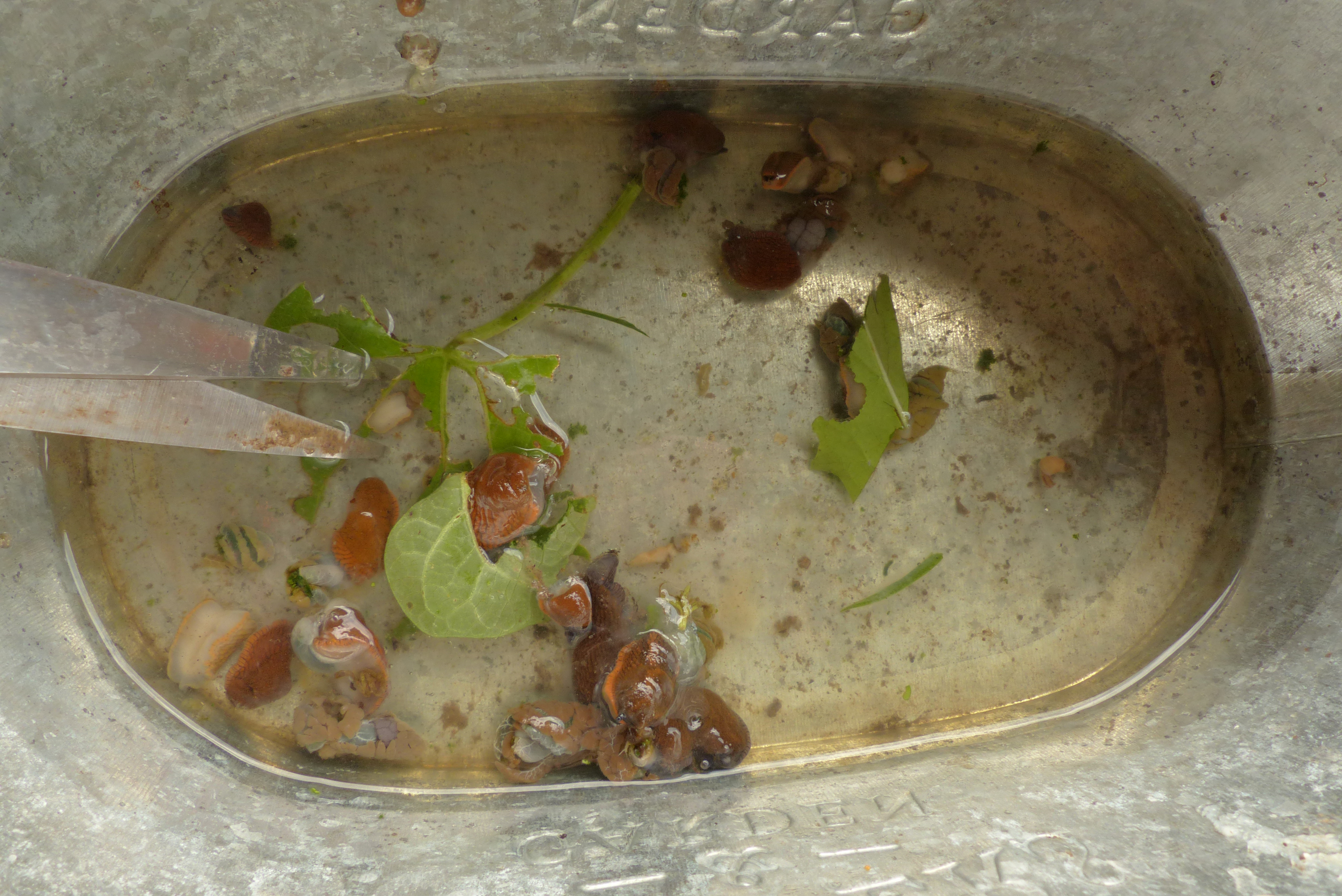 <p>Zur leichteren Entsorgung der zerschnittene Schnecken und um das Sammelgefäß einfach reinigen zu können, sammelt man die Schadschnecken in einem weiten Behälter, dessen Boden 1 - 2 cm hoch mit kaltem Wasser bedeckt ist.</p>