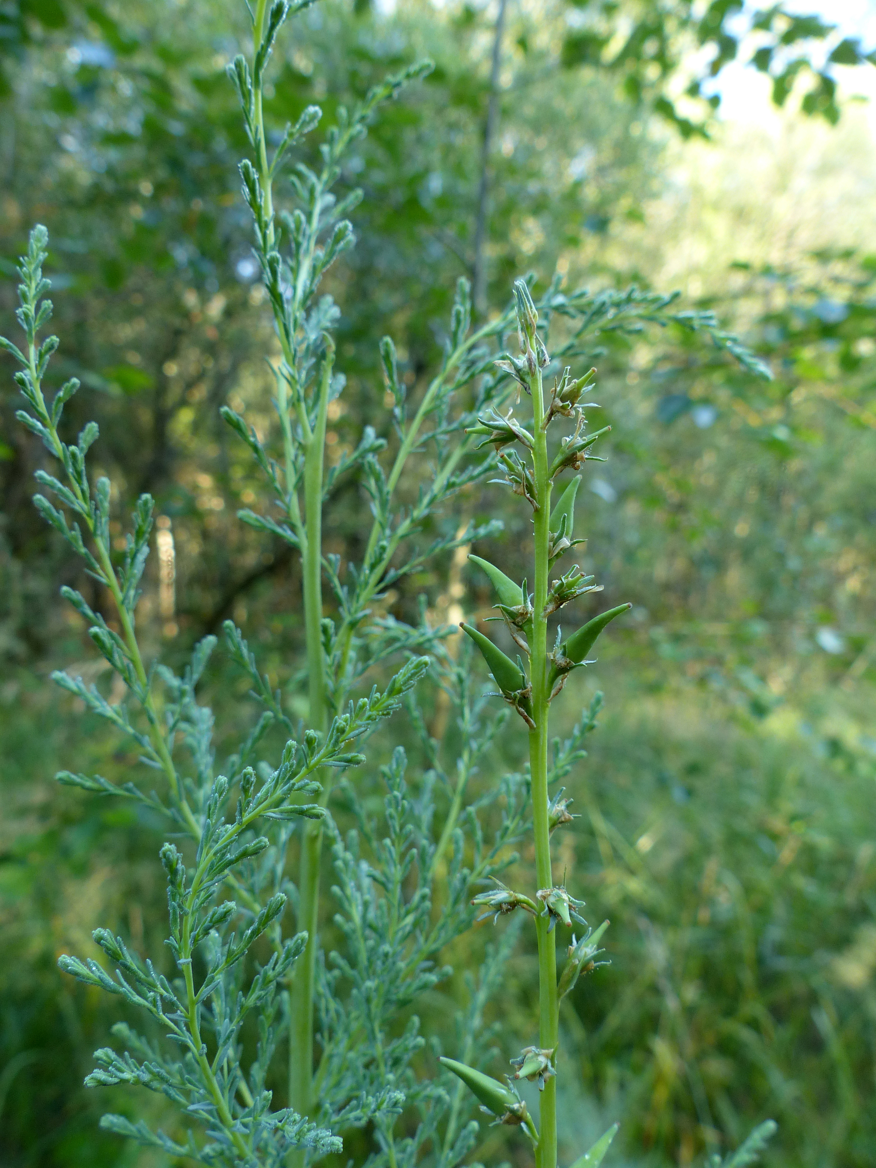 Deutsche Tamariske