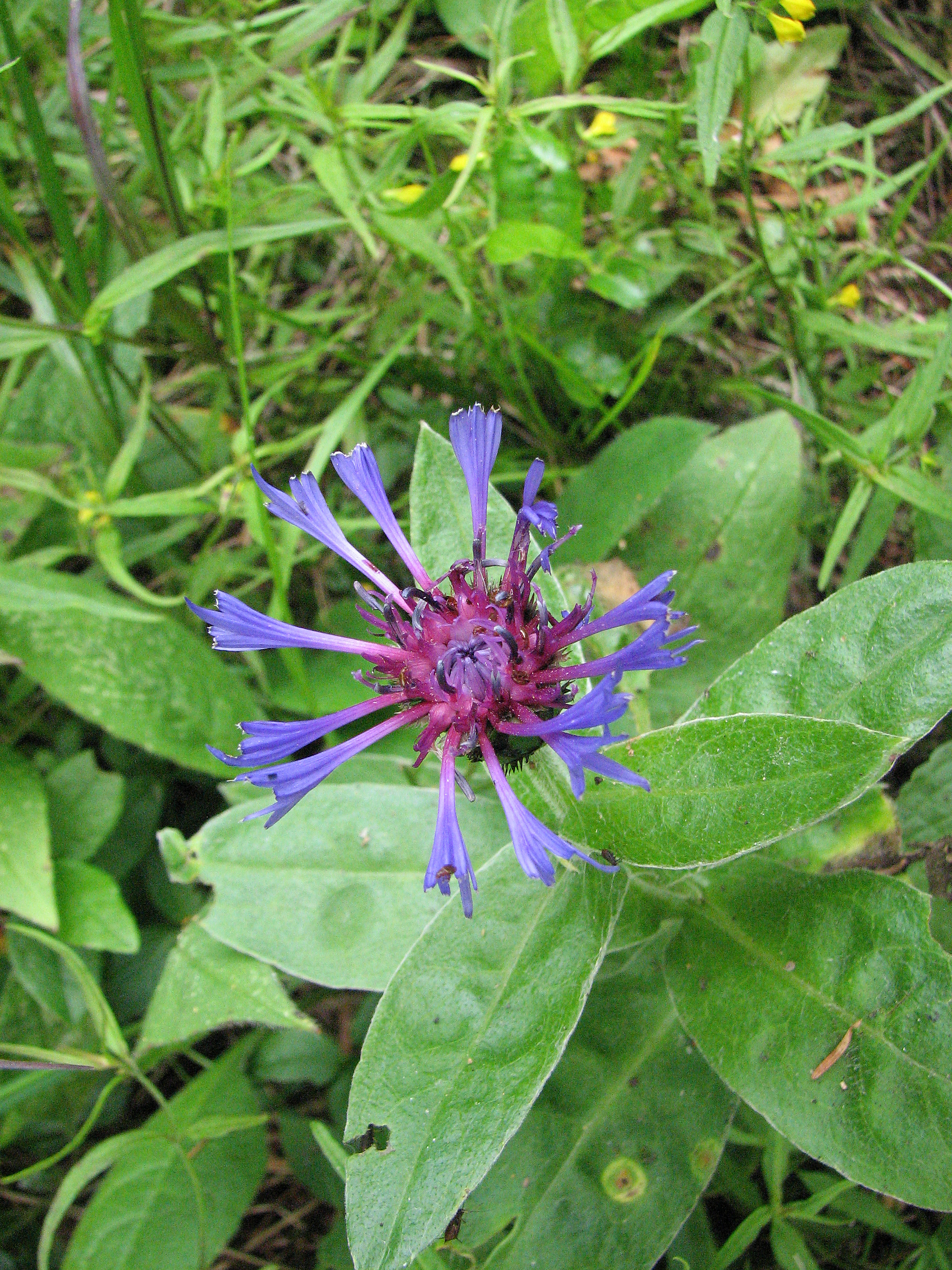 Bergflockenblume