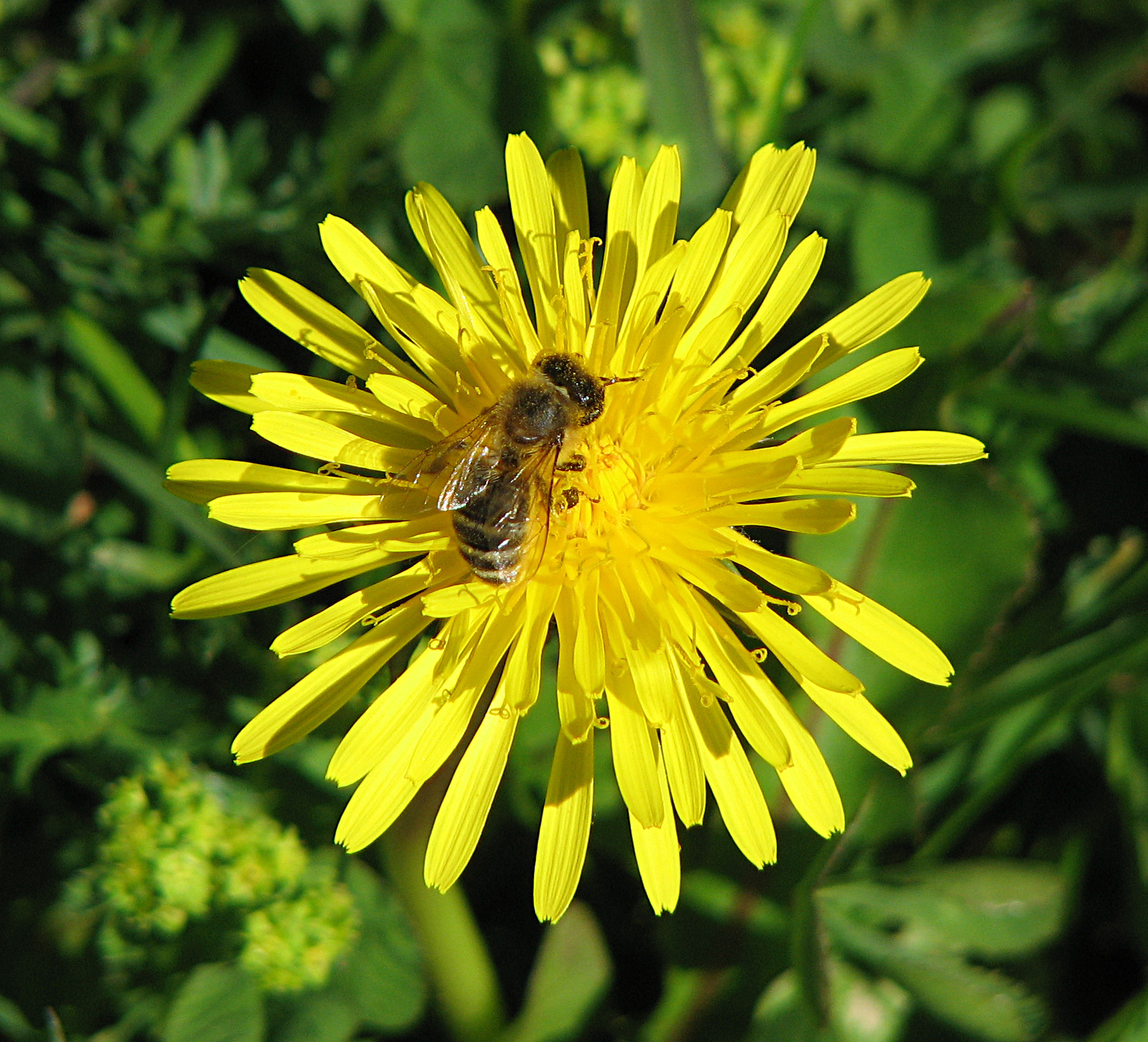 Gewöhnlicher Löwenzahn