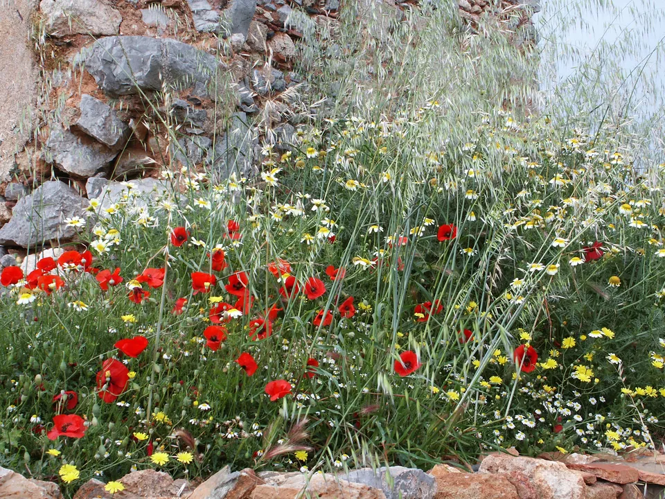 Hekates Kräutergarten - ein Hexengarten