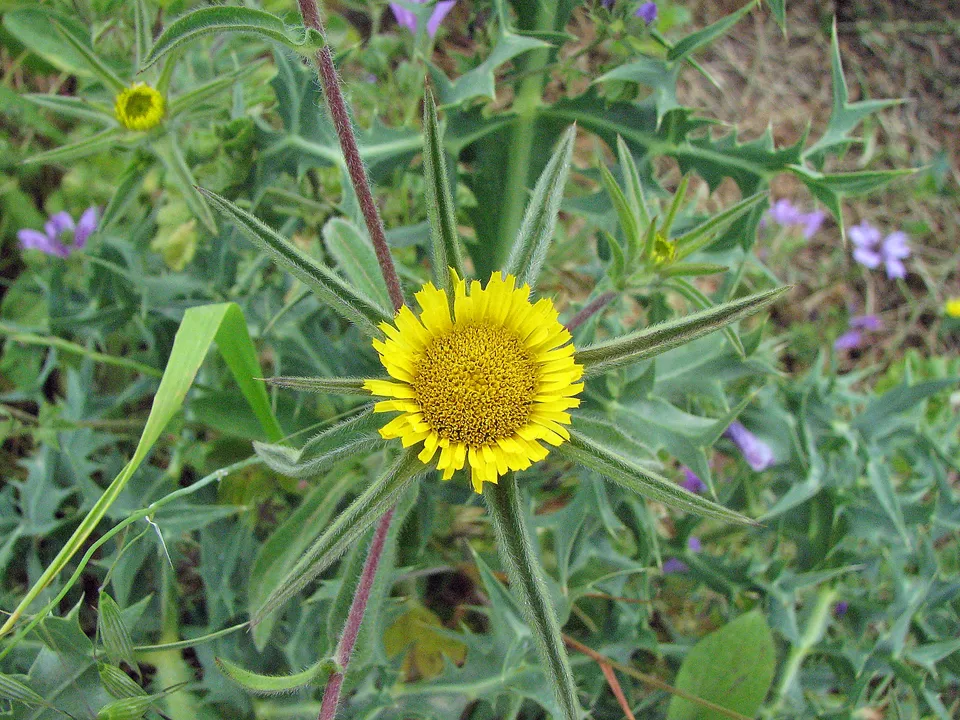 Stechendes Sternauge