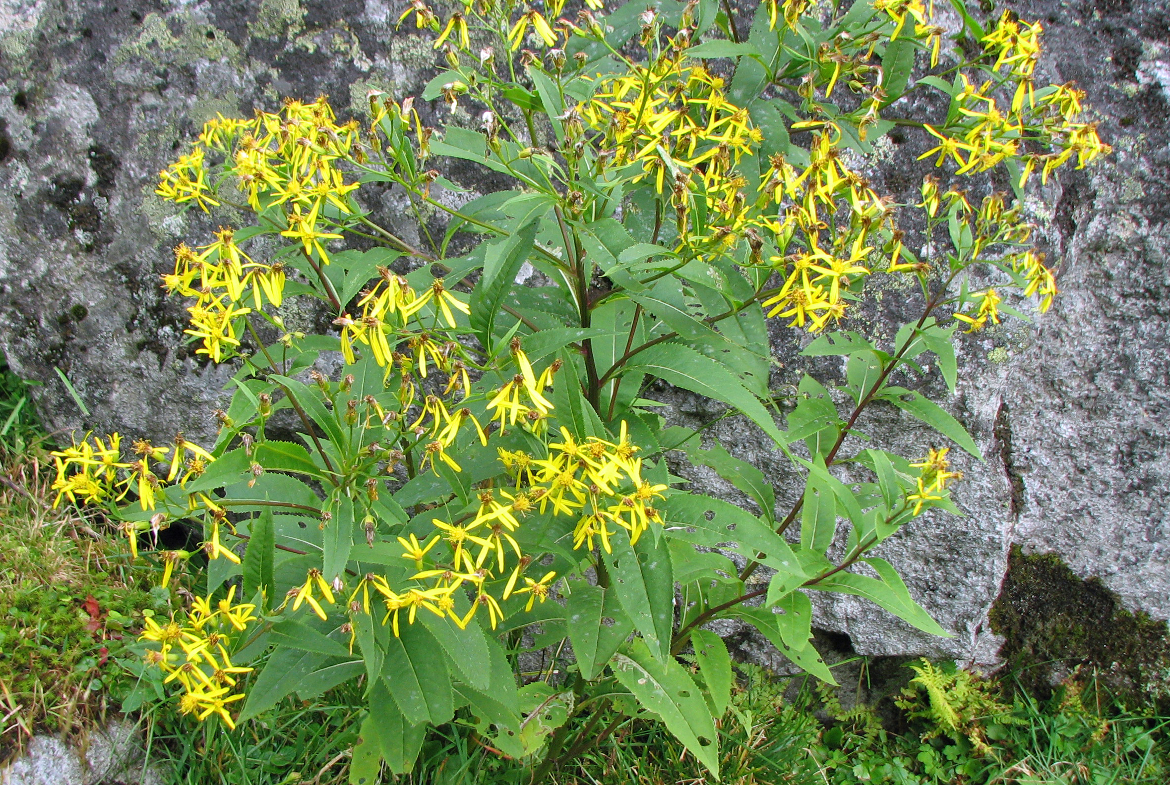 Fuchssches Greiskraut
