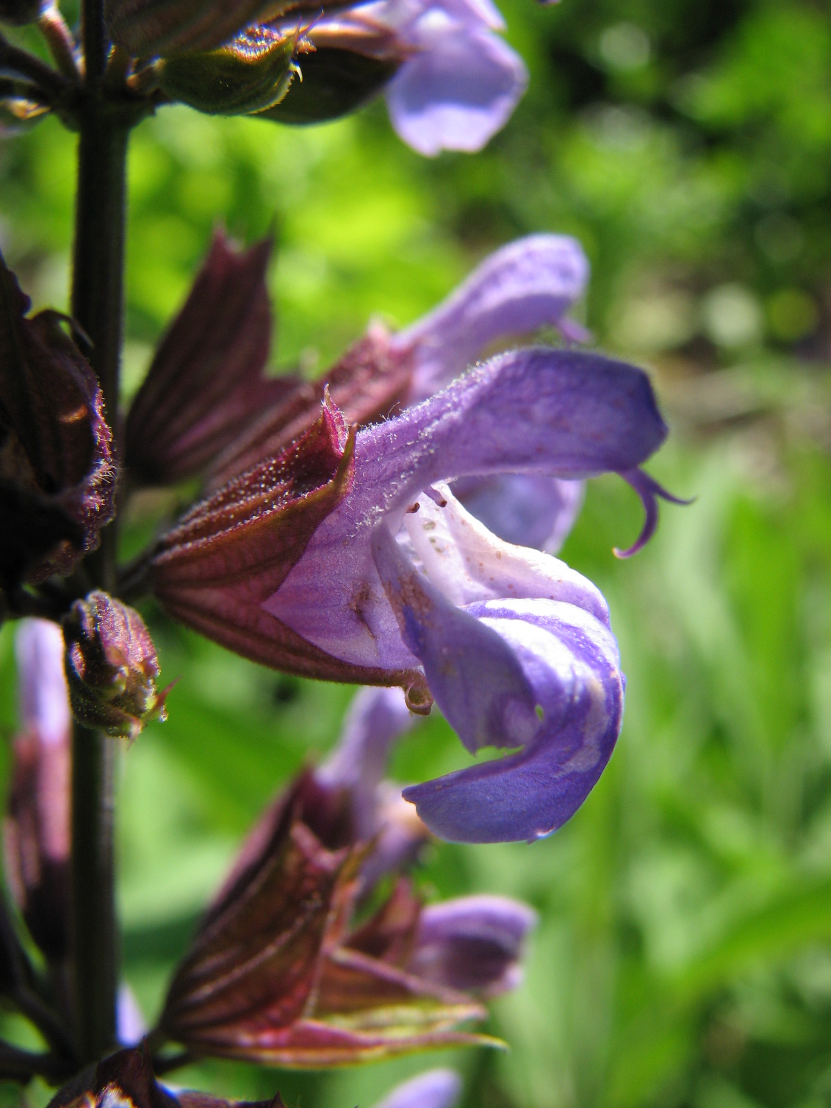 Wiesensalbei