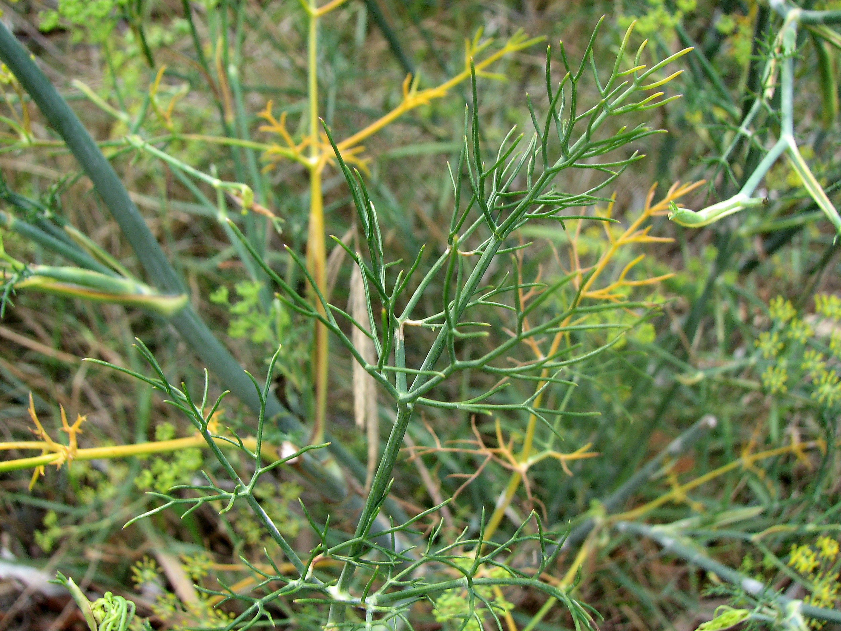 Bitterfenchel