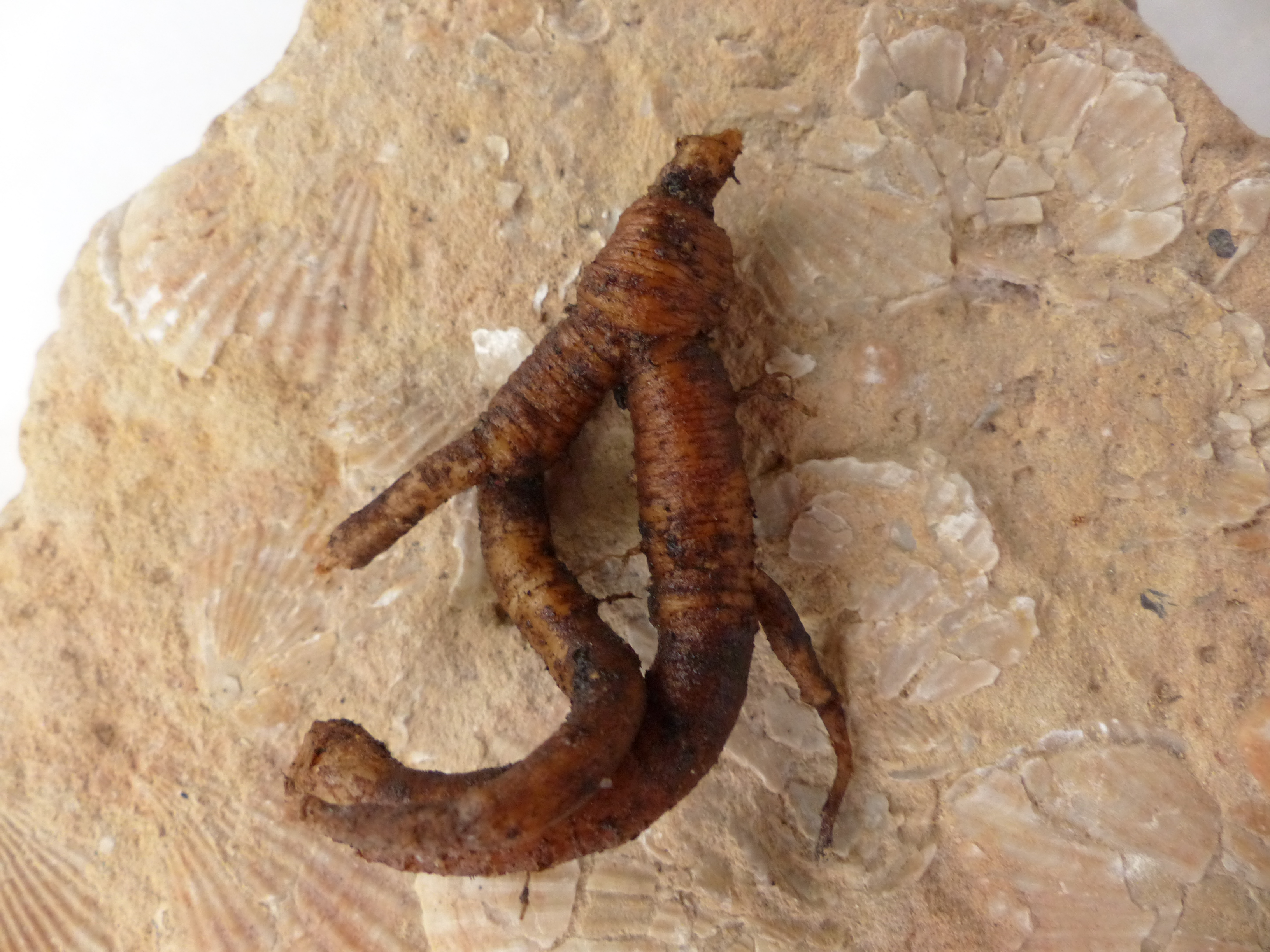 Liebstöckelwurzel-Tee