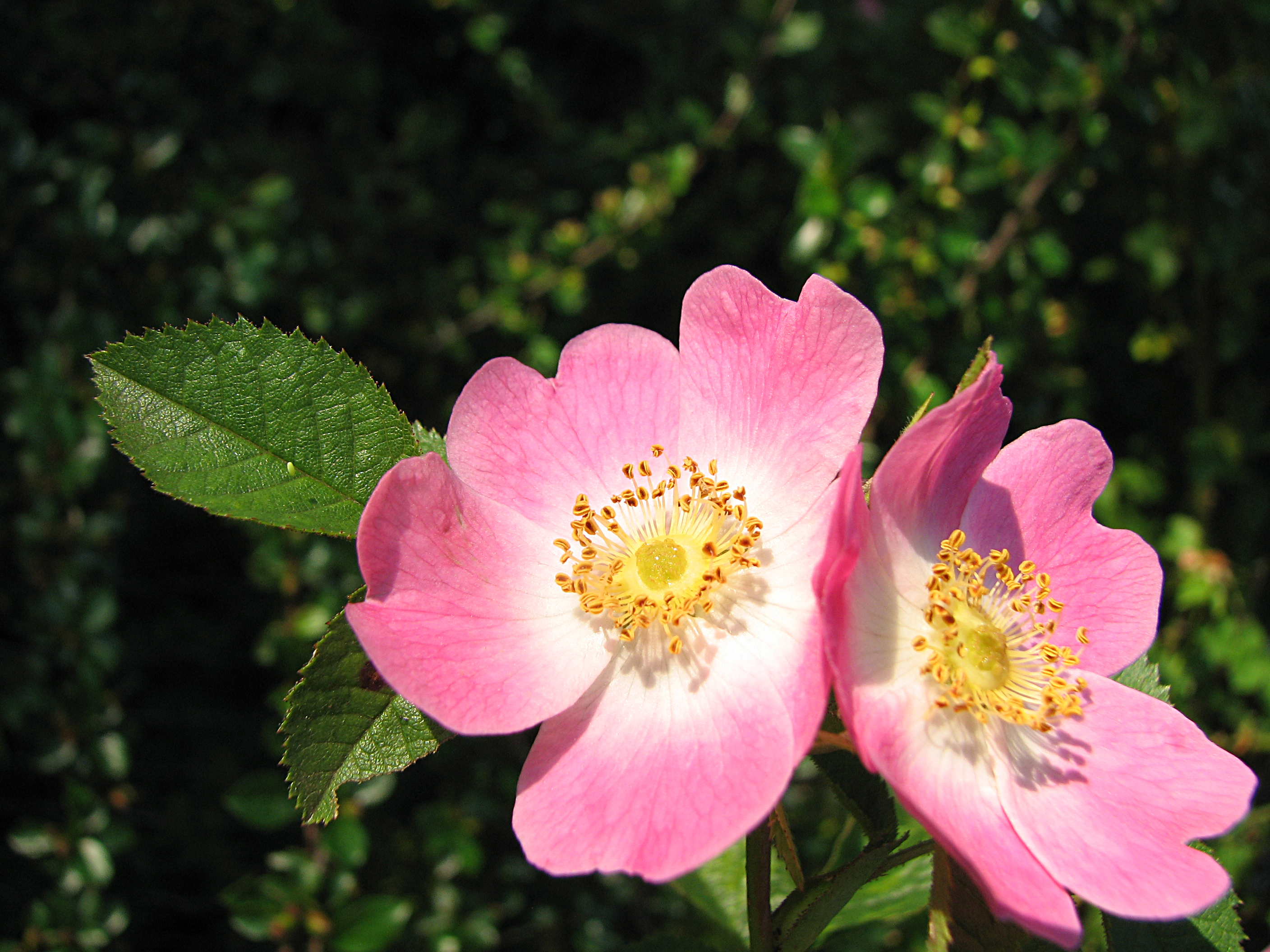 Weinrose-Wildrose