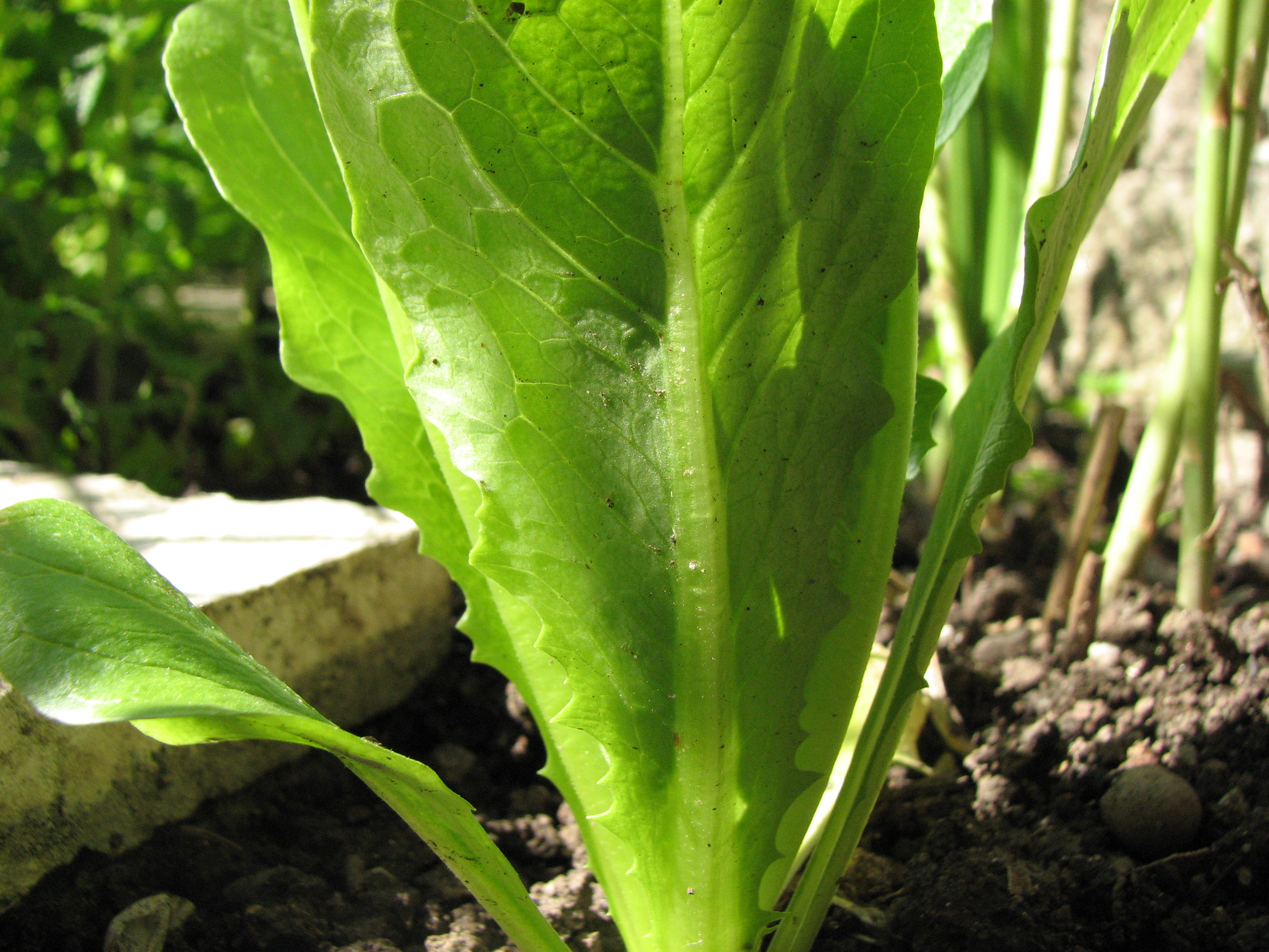Kopfsalat