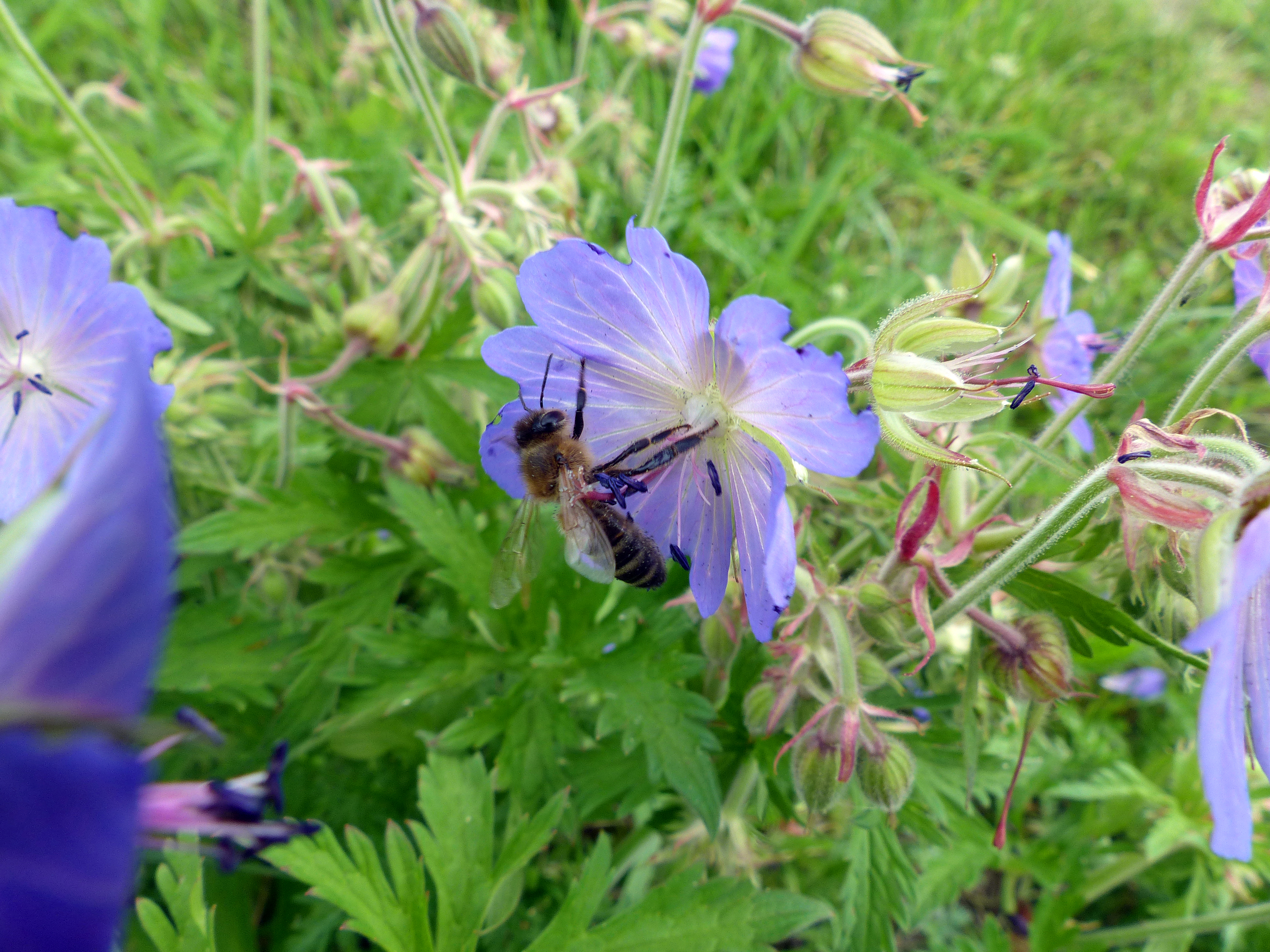 Wiesenstorchschnabel