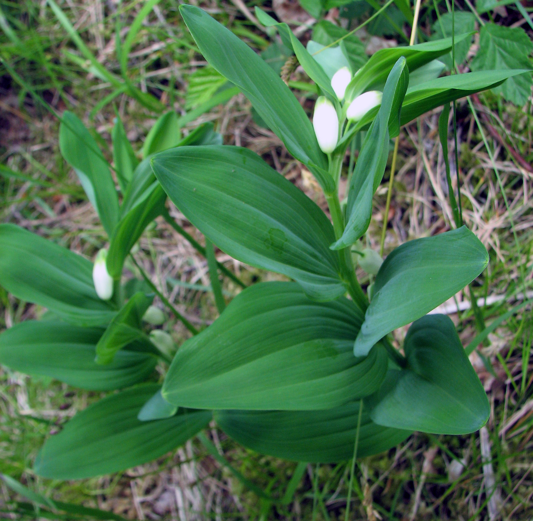 Echtes Salomonssiegel