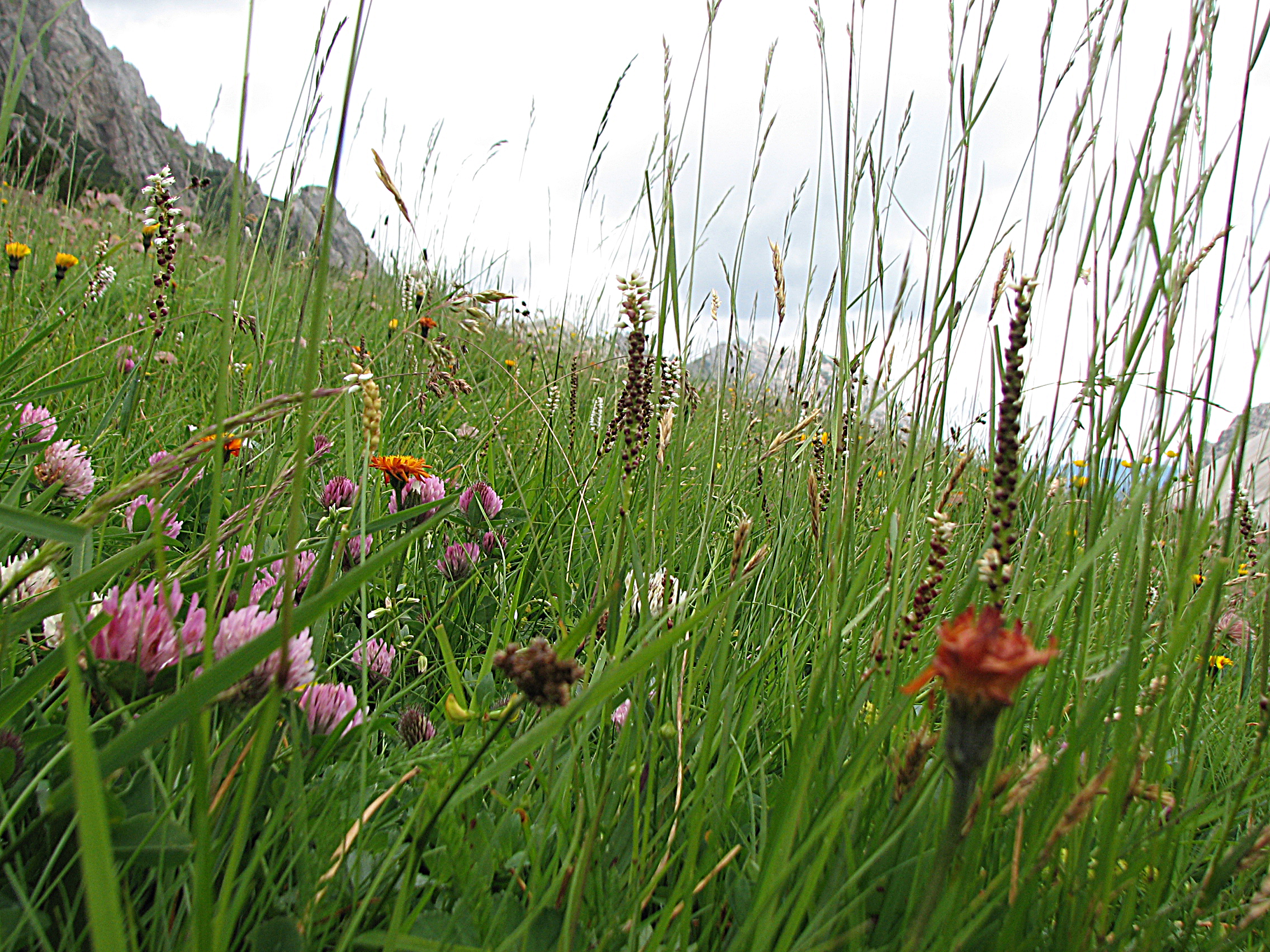 Knöllchenknöterich