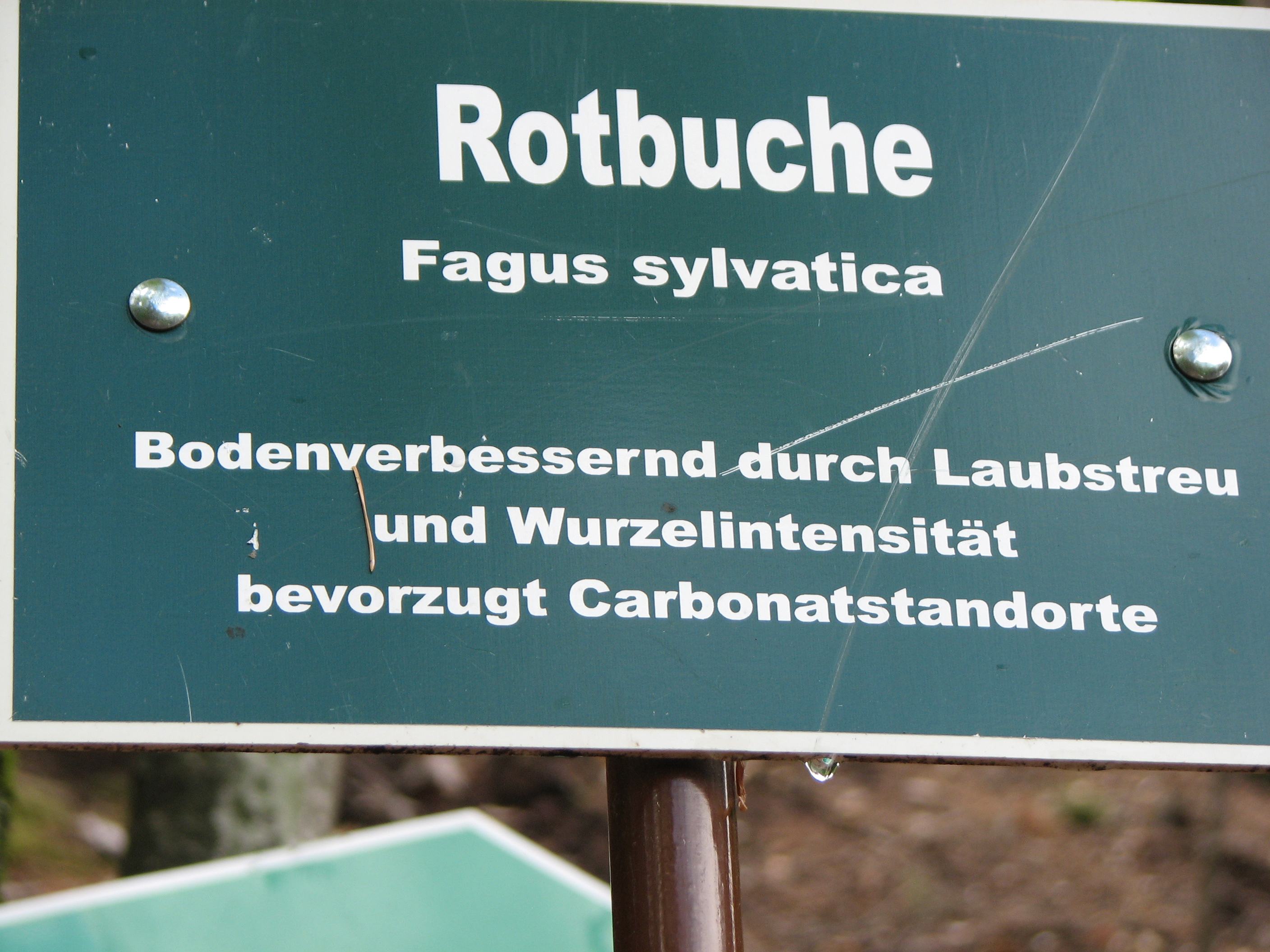 Rotbuche