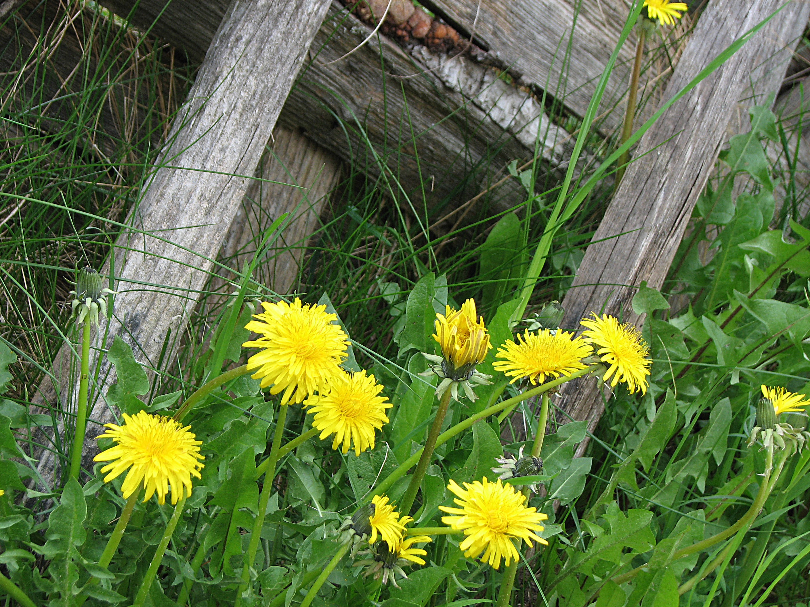 Gewöhnlicher Löwenzahn