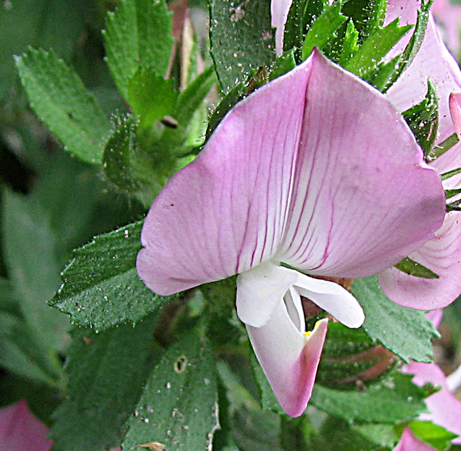 Hauhechel
