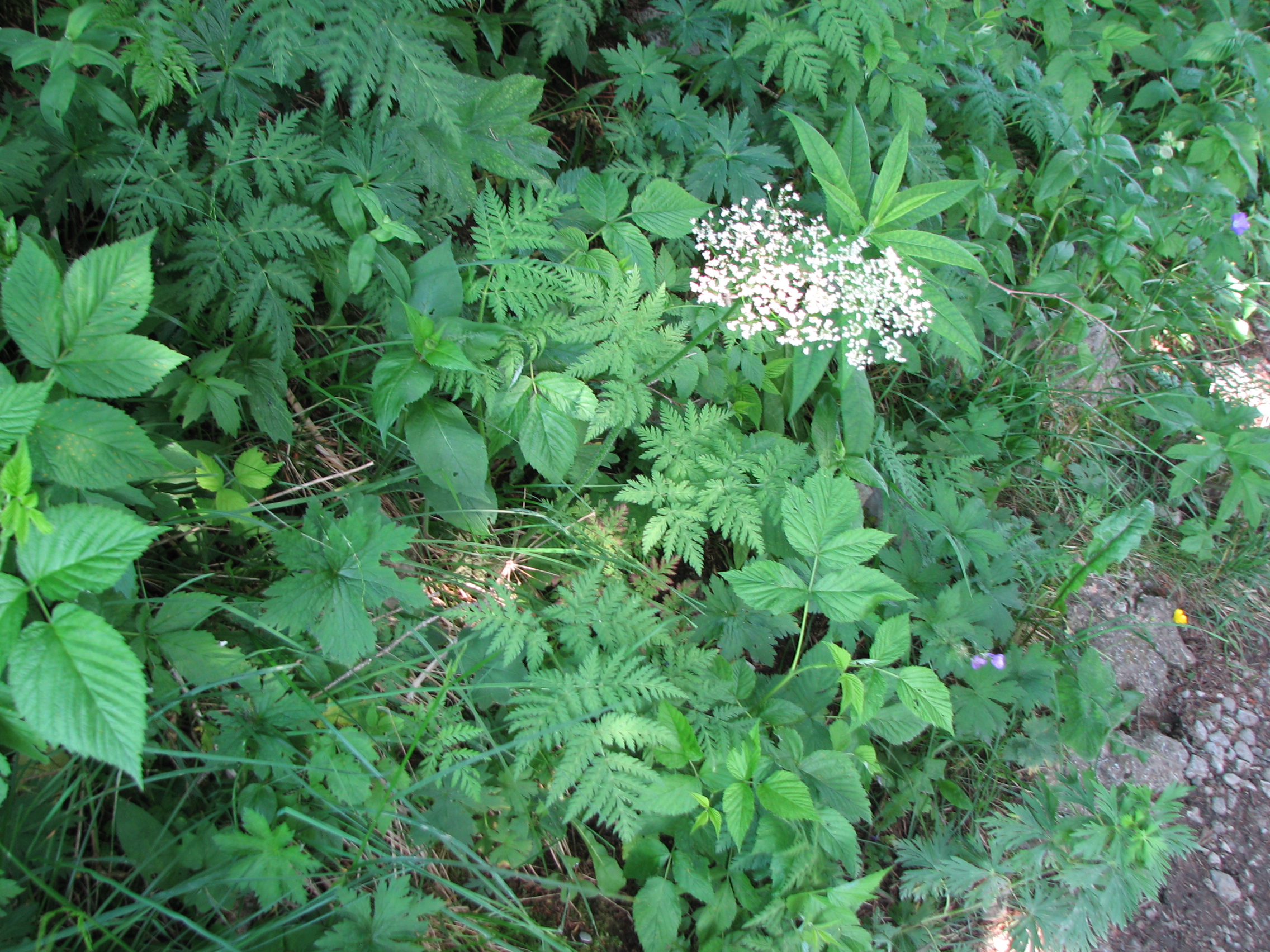 Alpenkälberkropf