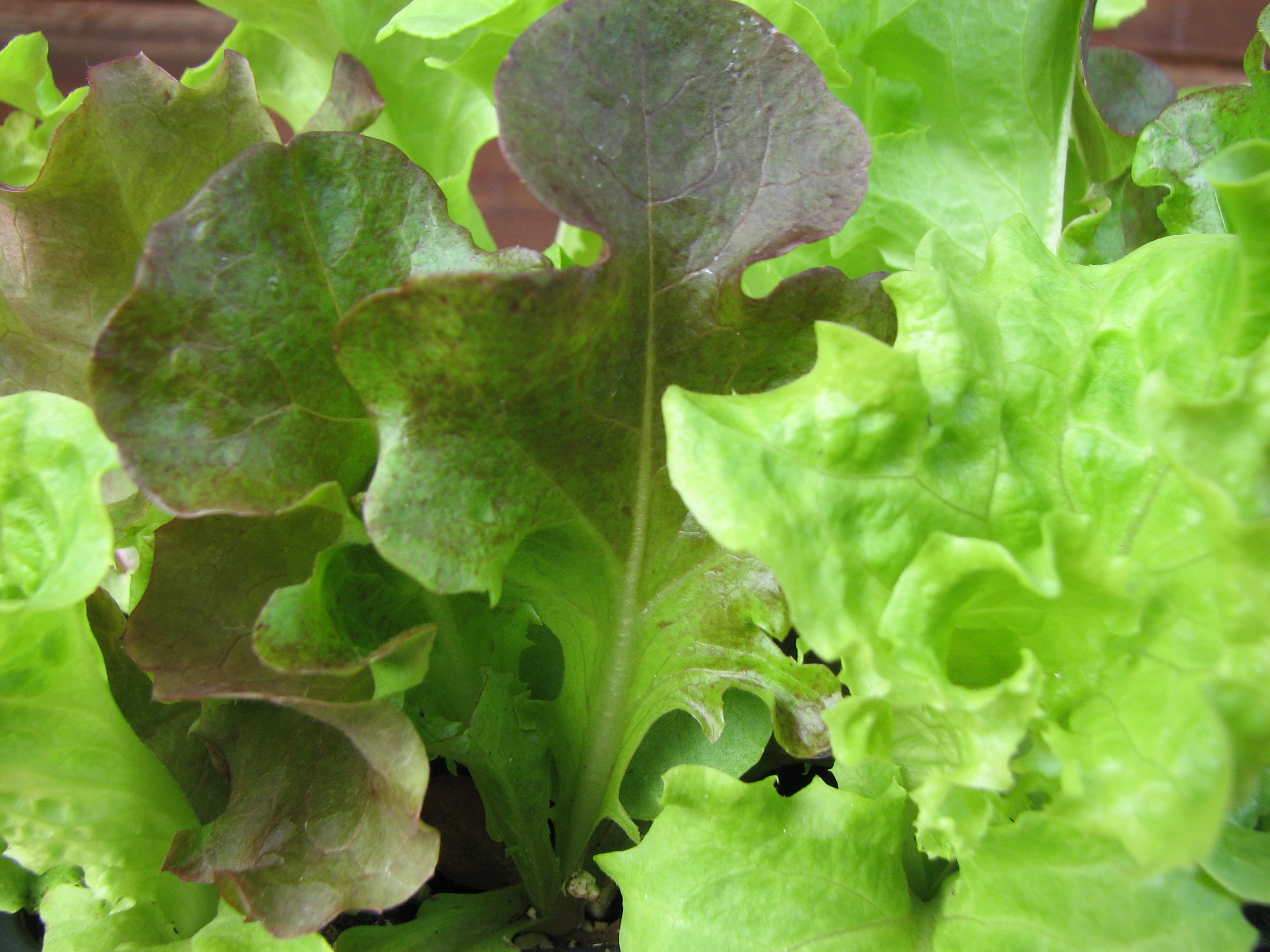 Pflücksalat, Schnittsalat, Babyleaf-Salat