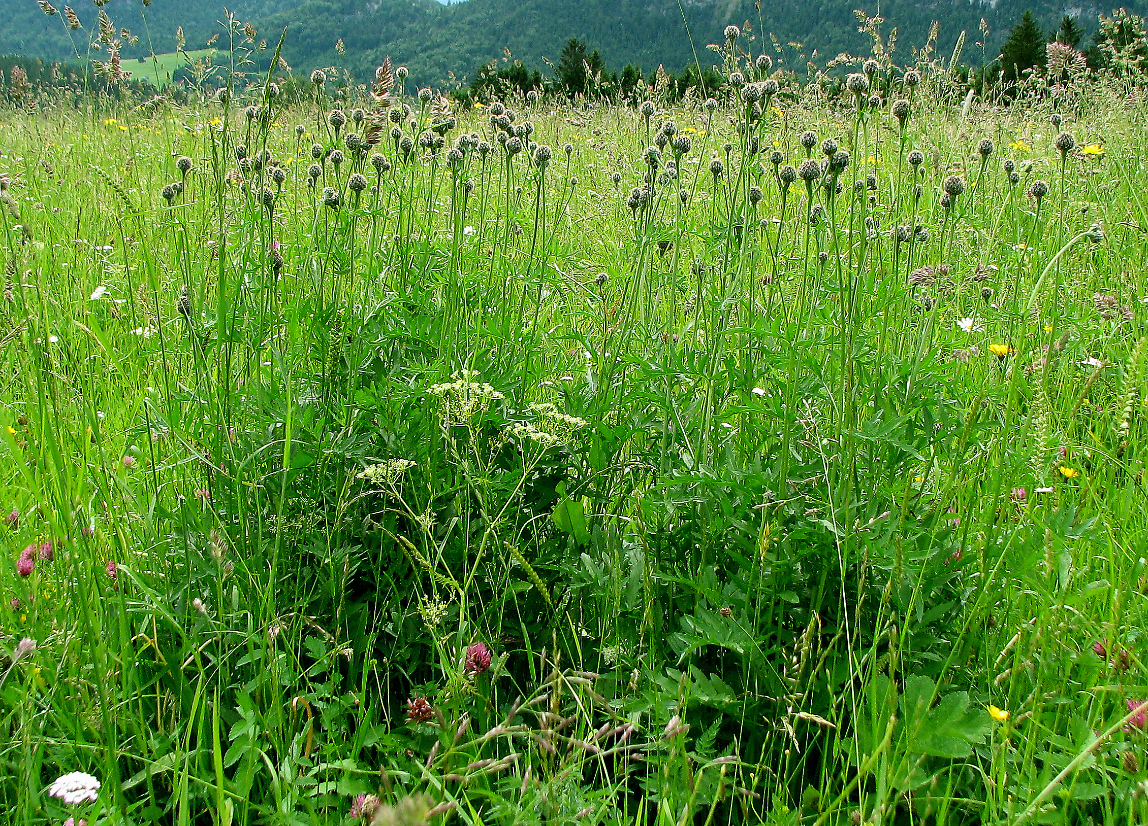 Skabiosenflockenblume