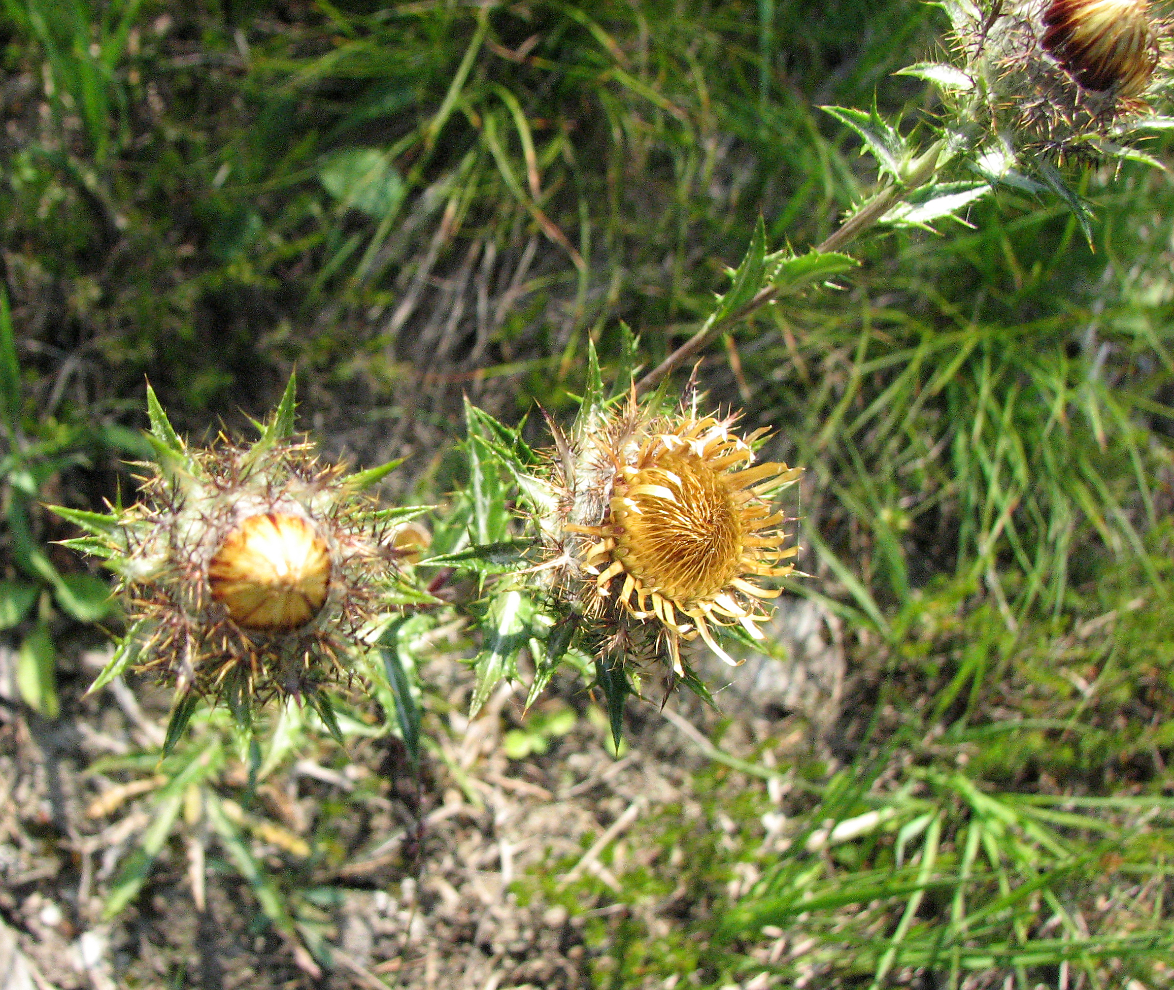 Golddistel