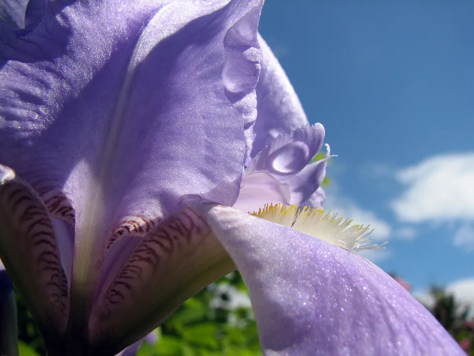 Über ätherische Öle