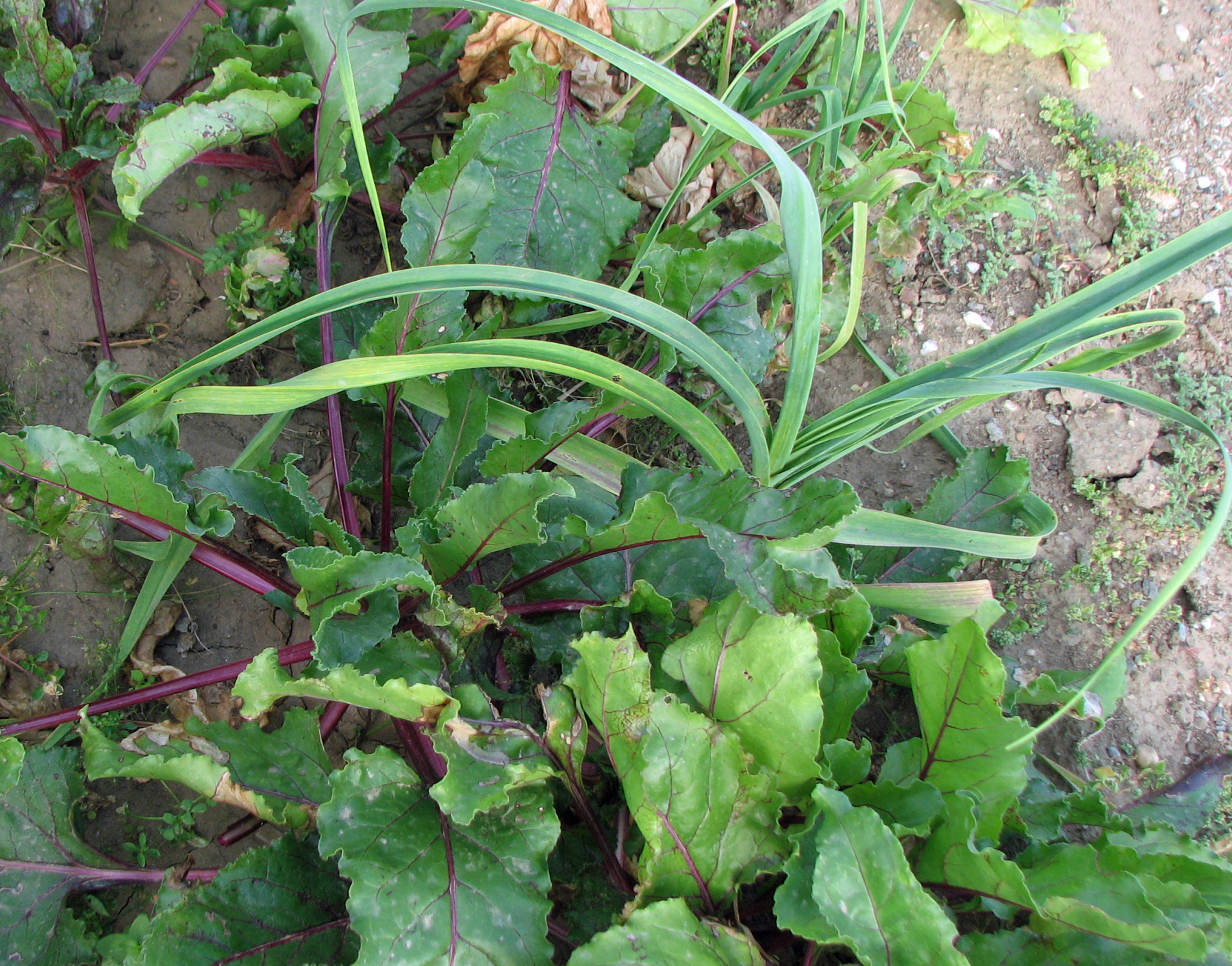 Rote Rübe