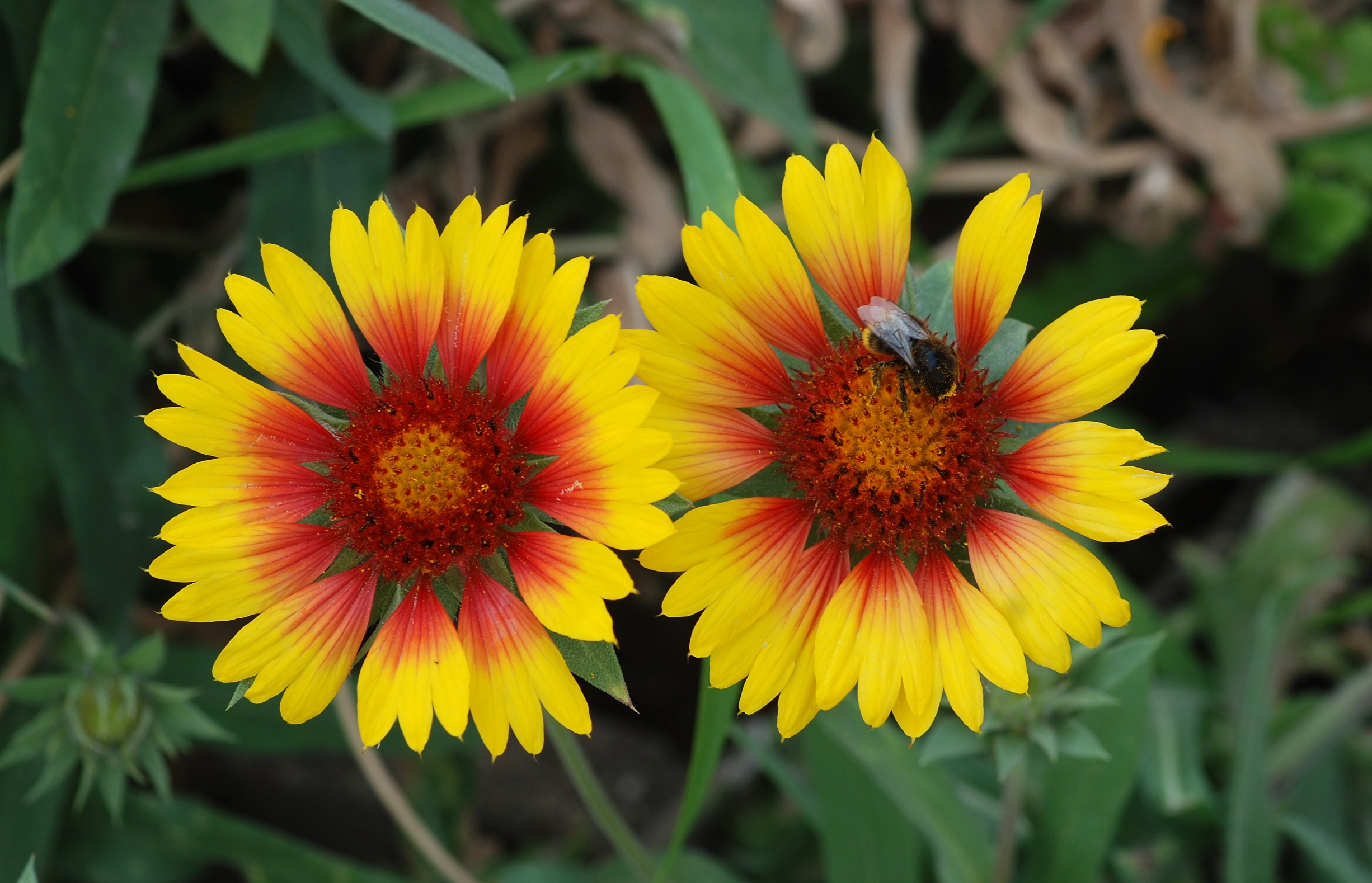 Kokardenblume