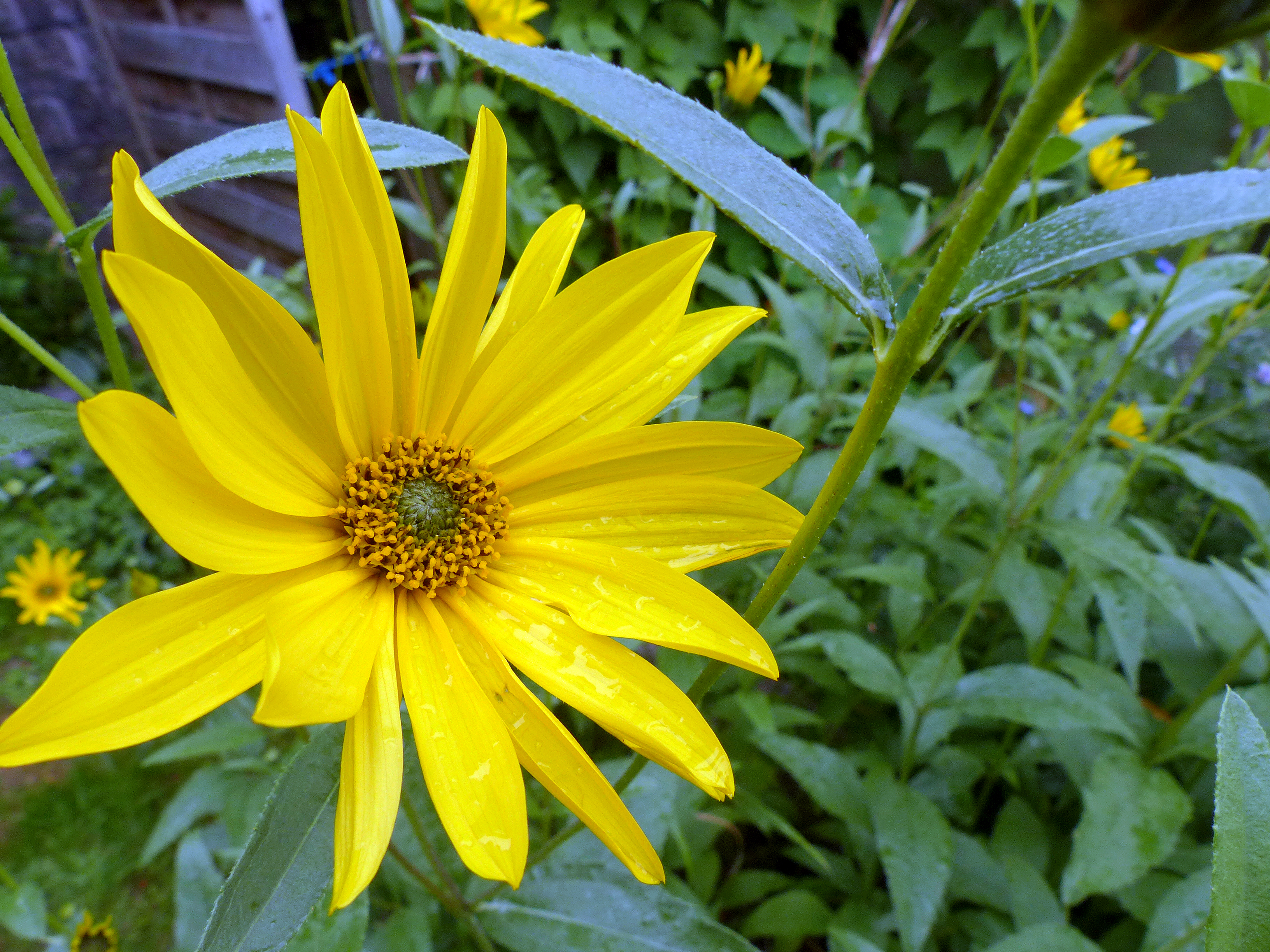 Armblütige Sonnenblume