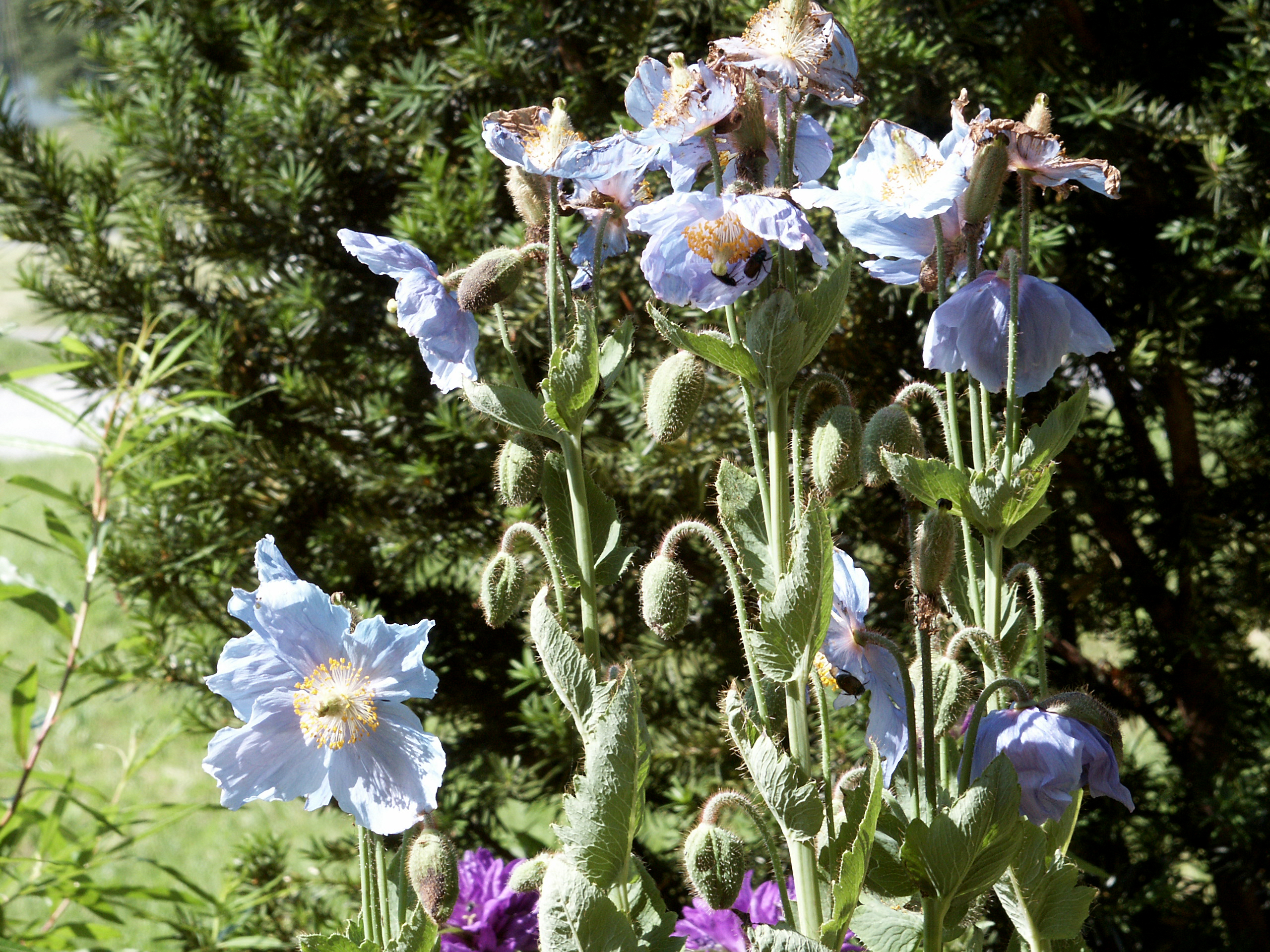 Blauer Mohn